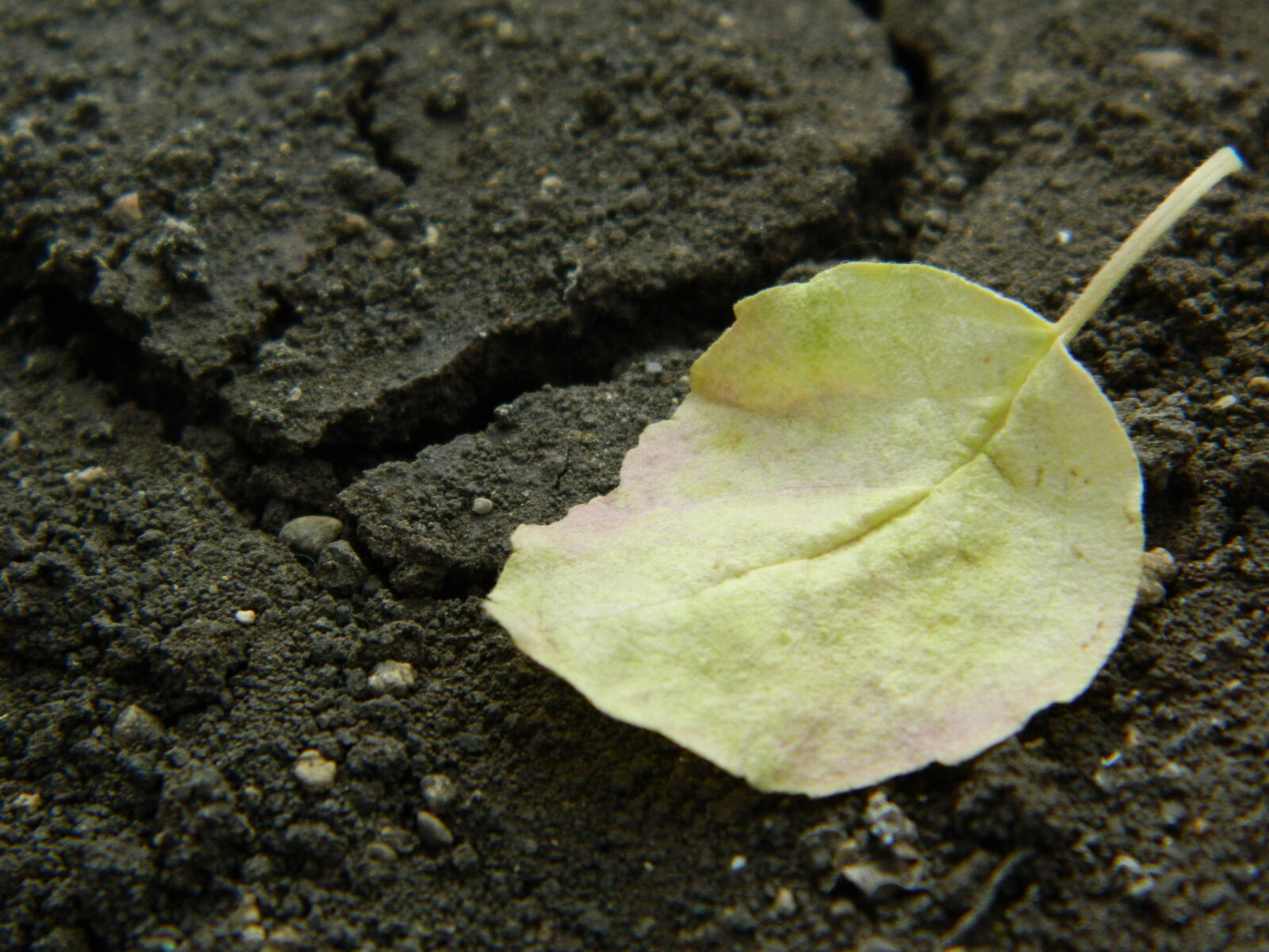 Nikon Coolpix L120 sample photo. Autumn, leaf, autumn, leaves photography