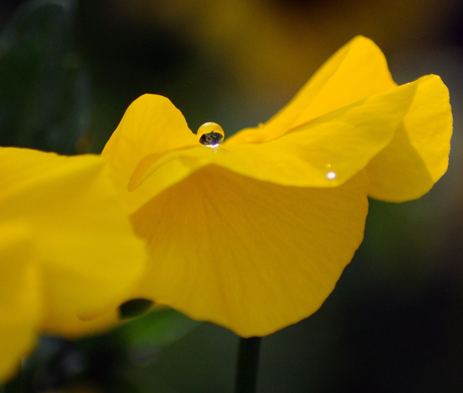 Nikon D5000 sample photo. Flower, water drop, yellow photography