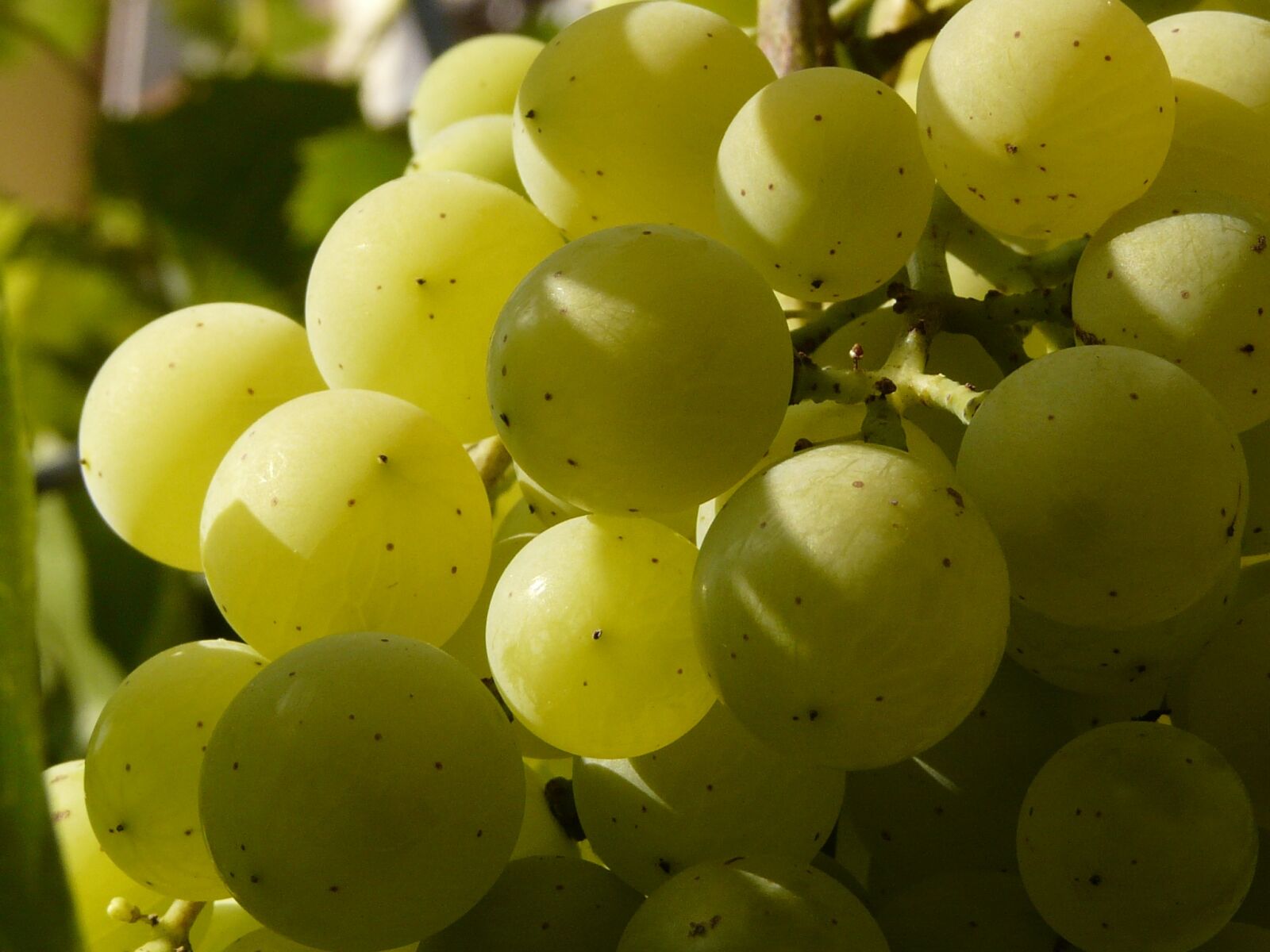 Panasonic DMC-FZ18 sample photo. Berry, cluster, wine photography