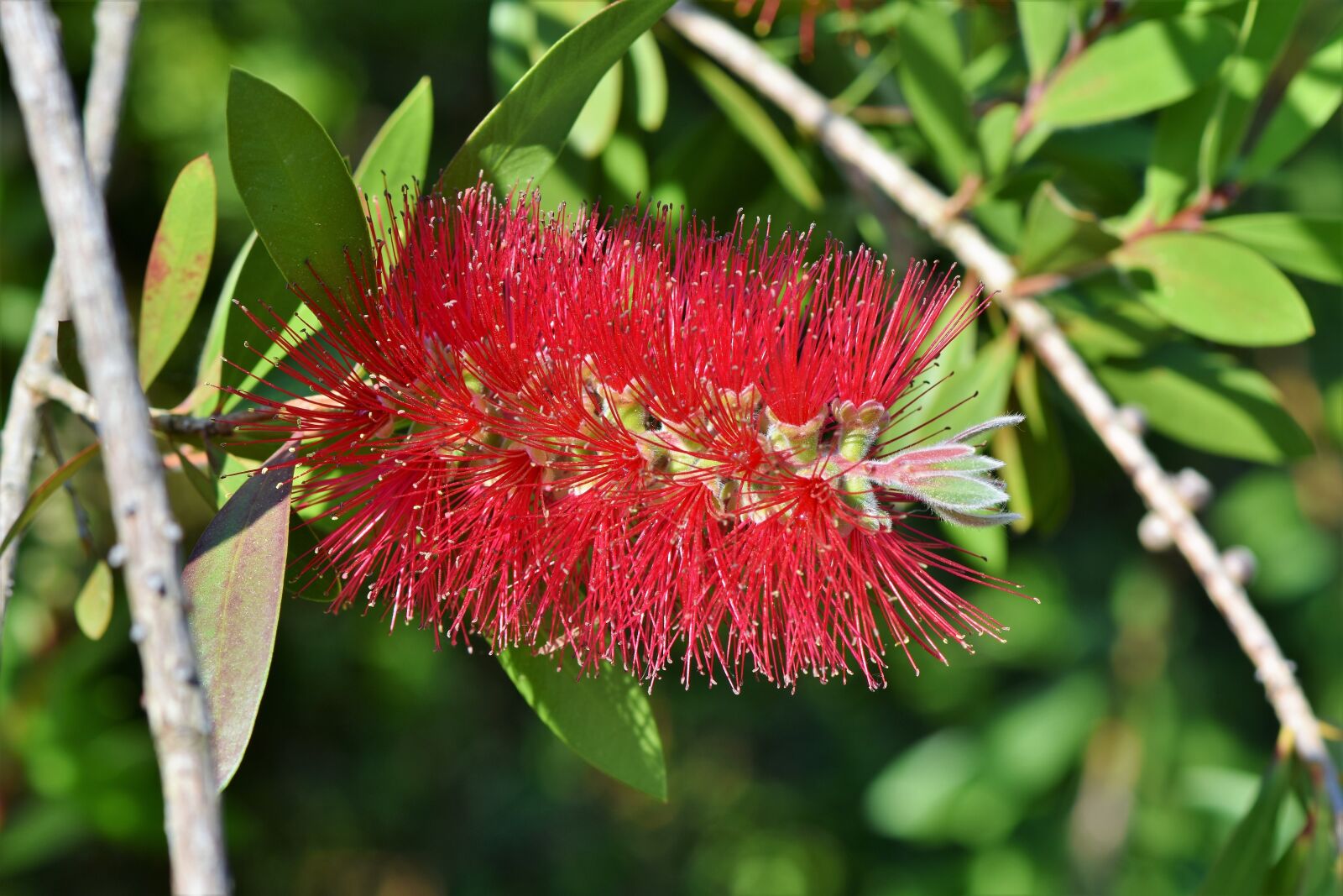 Nikon D7200 sample photo. Lemon bottlebrush, callistemon citrinus photography
