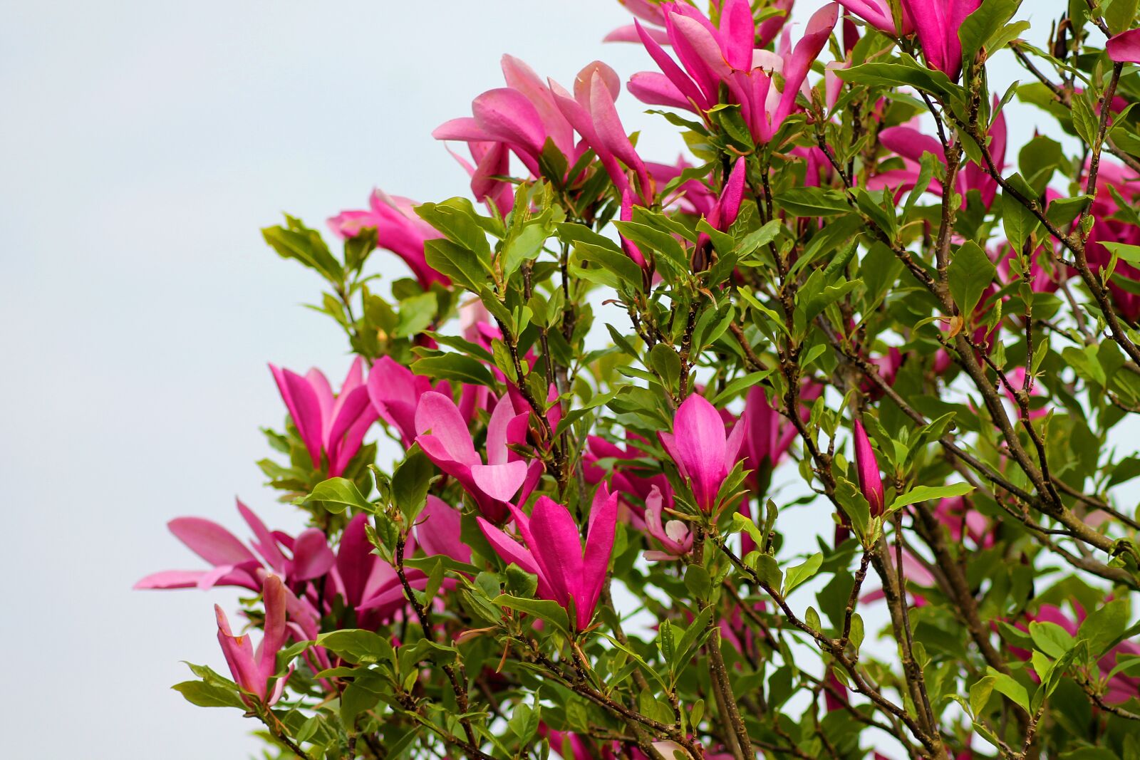 Canon EOS 1100D (EOS Rebel T3 / EOS Kiss X50) sample photo. Magnolia, tulip tree, flowers photography