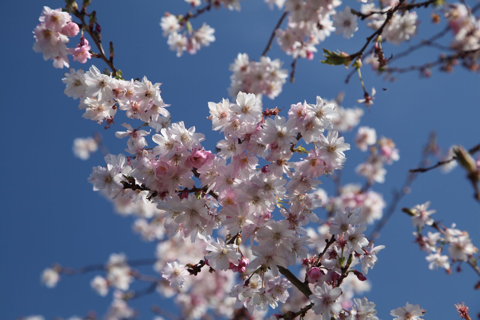 Canon EOS 5D Mark II sample photo. Cherry blossom, spring, nature photography