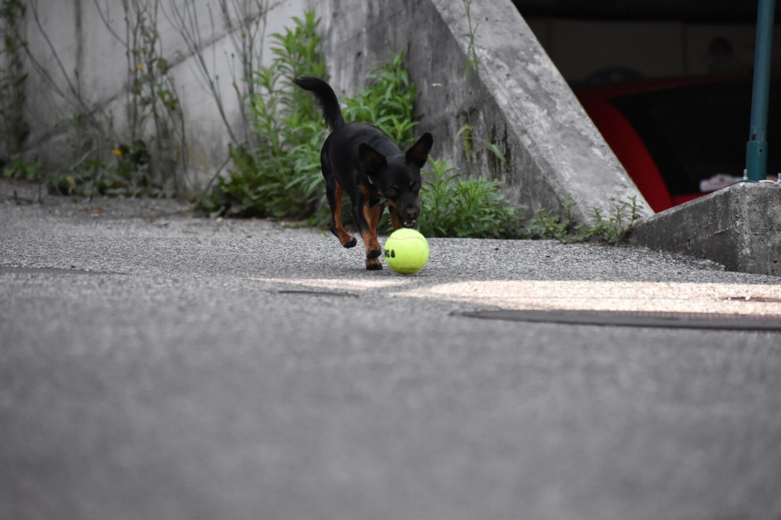 Nikon D5600 sample photo. Dog, playing, play photography