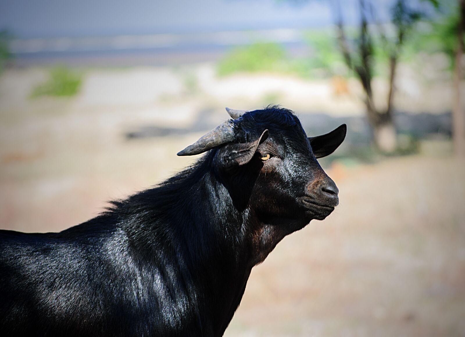 Nikon D3000 sample photo. Goat, animal, wild photography