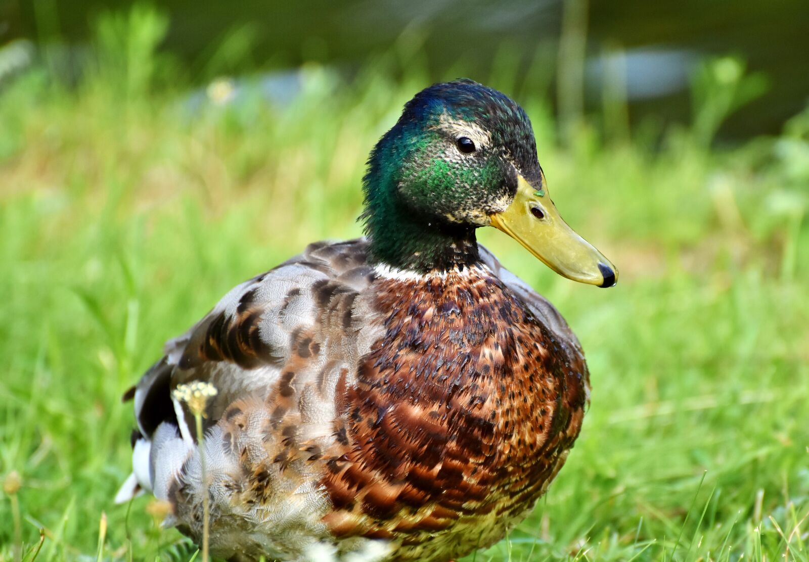 Nikon D7200 sample photo. Mallard, duck, water bird photography