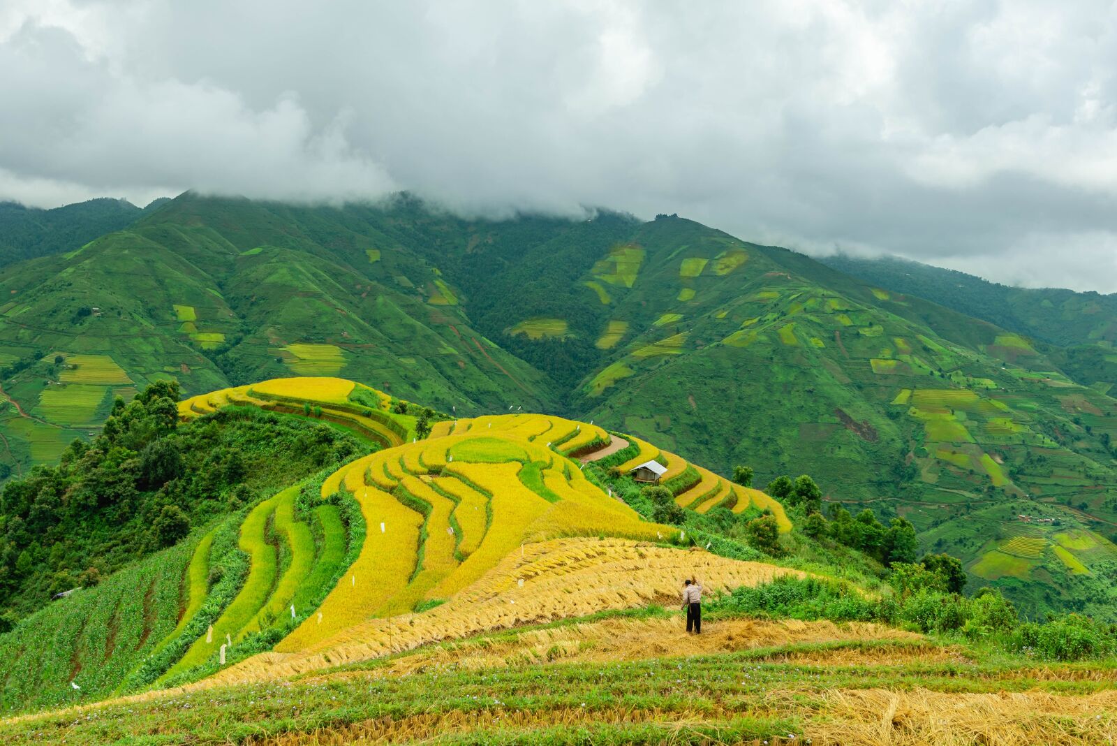 Nikon D750 sample photo. Landscape, terraces, rice terraces photography