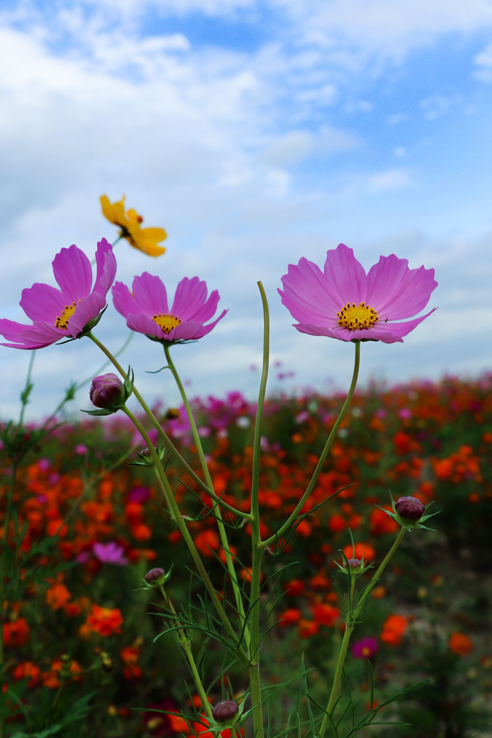 Canon EOS 77D (EOS 9000D / EOS 770D) sample photo. Cosmos, flower, in full photography