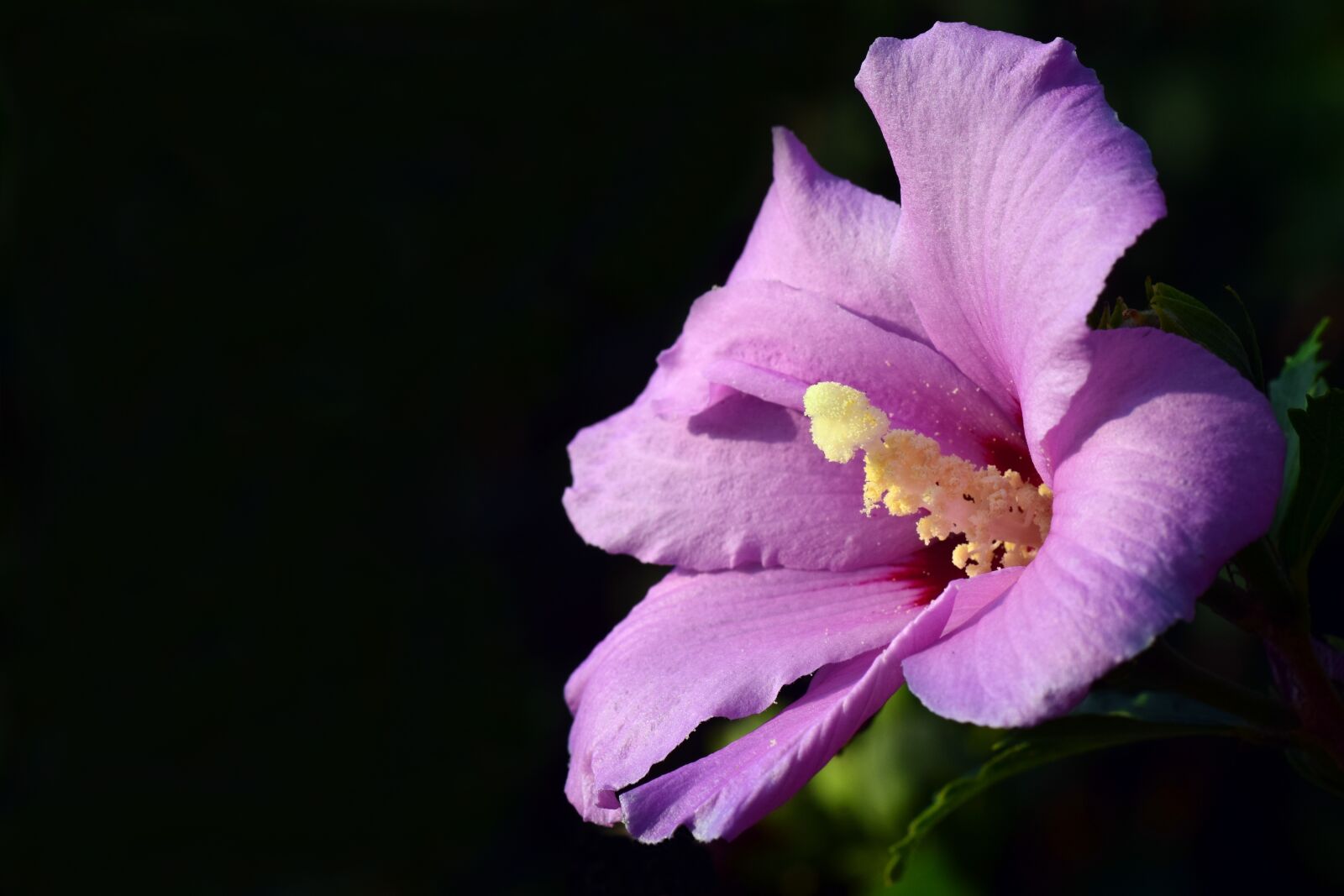 Nikon D3300 sample photo. Hibiscus, blossom, bloom photography