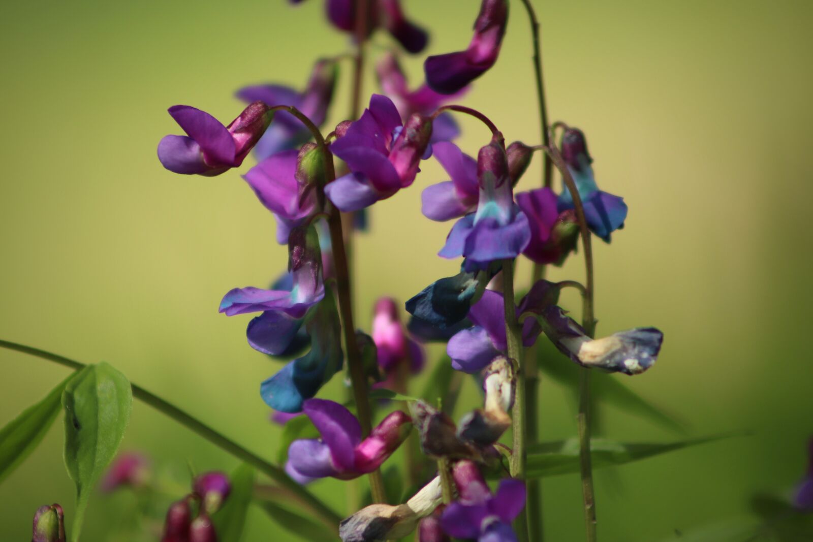 Canon EOS 800D (EOS Rebel T7i / EOS Kiss X9i) sample photo. Vetch, pointed flower, flowers photography