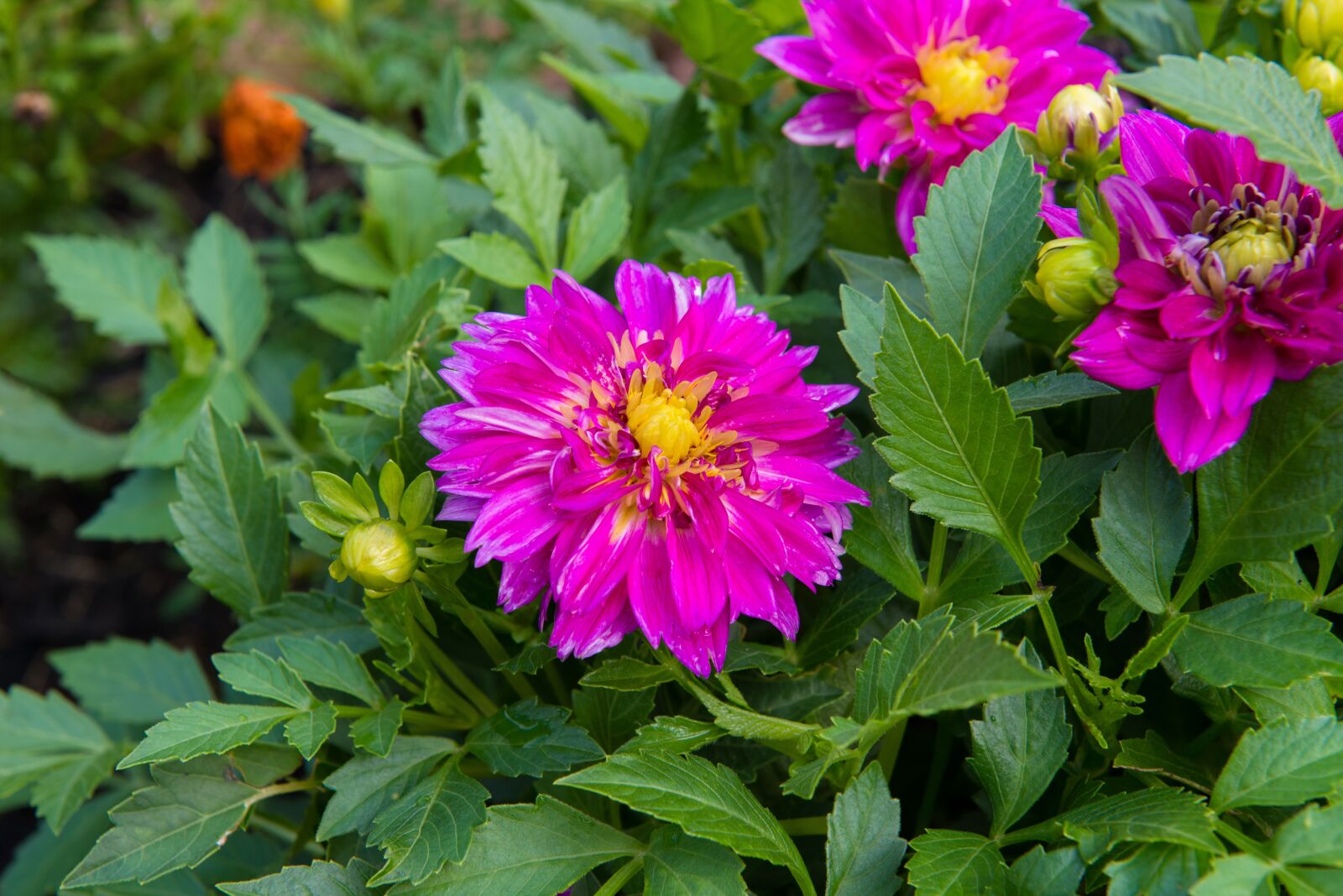 Nikon D800 sample photo. Flower, magenta, dahlia photography