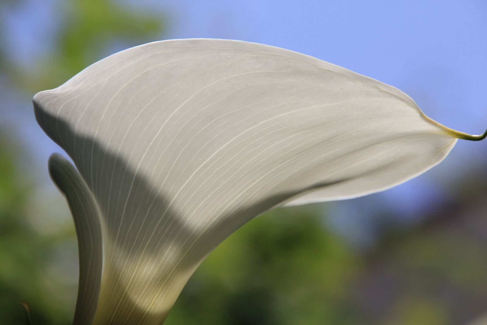 Canon EOS 60D sample photo. Calla, flower, white photography