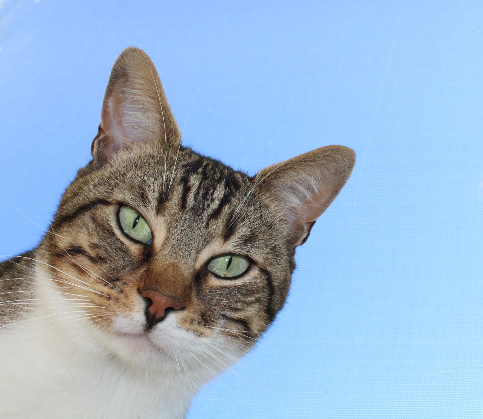 Canon EOS 1300D (EOS Rebel T6 / EOS Kiss X80) sample photo. Cat, pat, sky photography