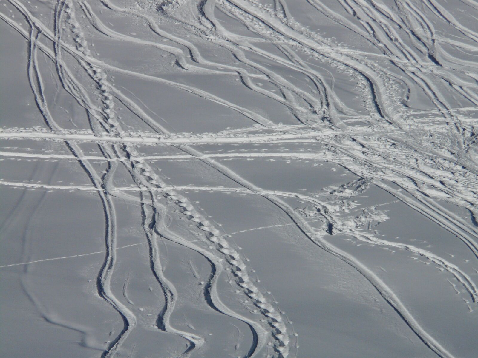 Panasonic DMC-FZ18 sample photo. Skiing, departure, wag photography