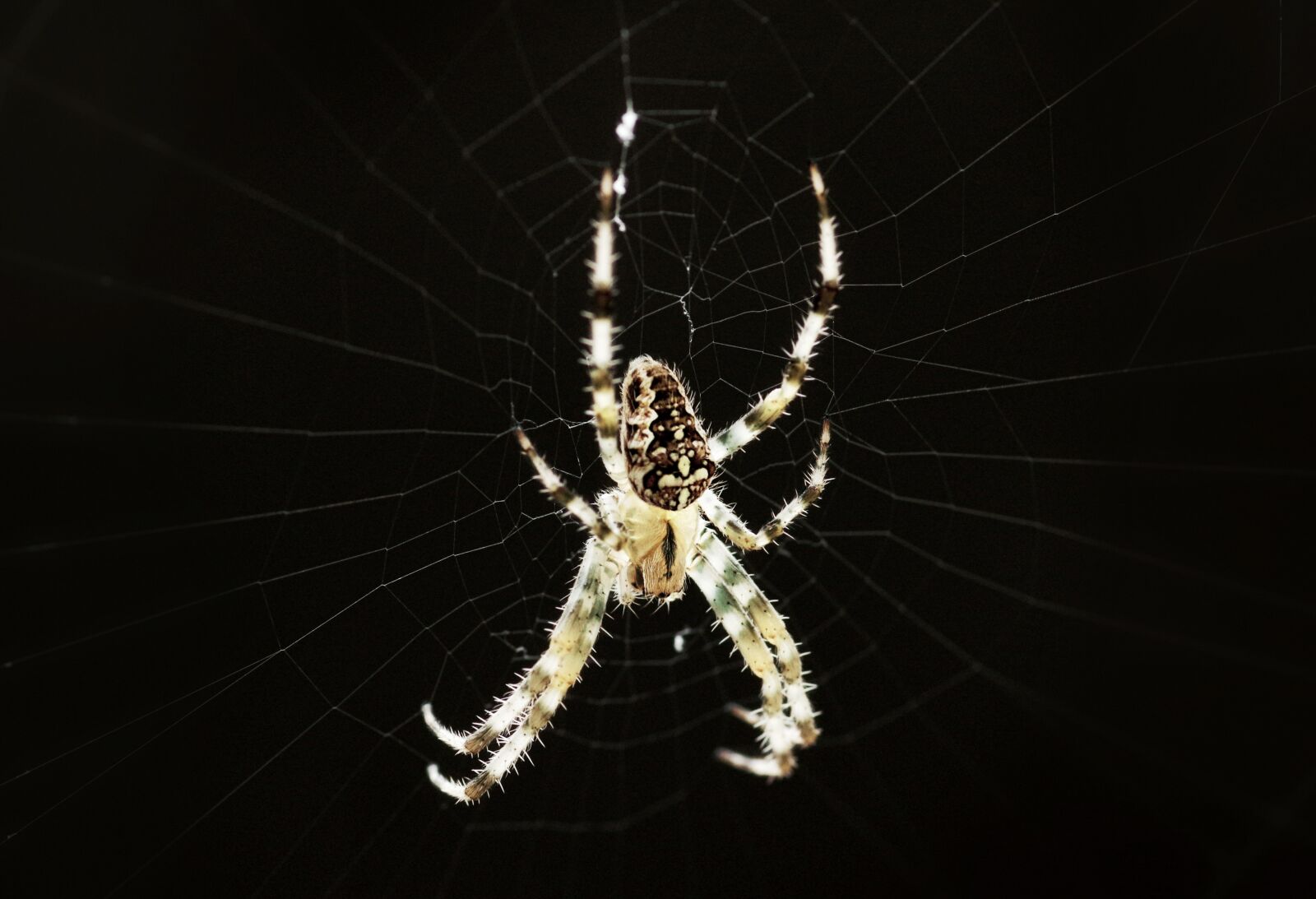 Pentax K-3 sample photo. Spider, fear, creepy photography