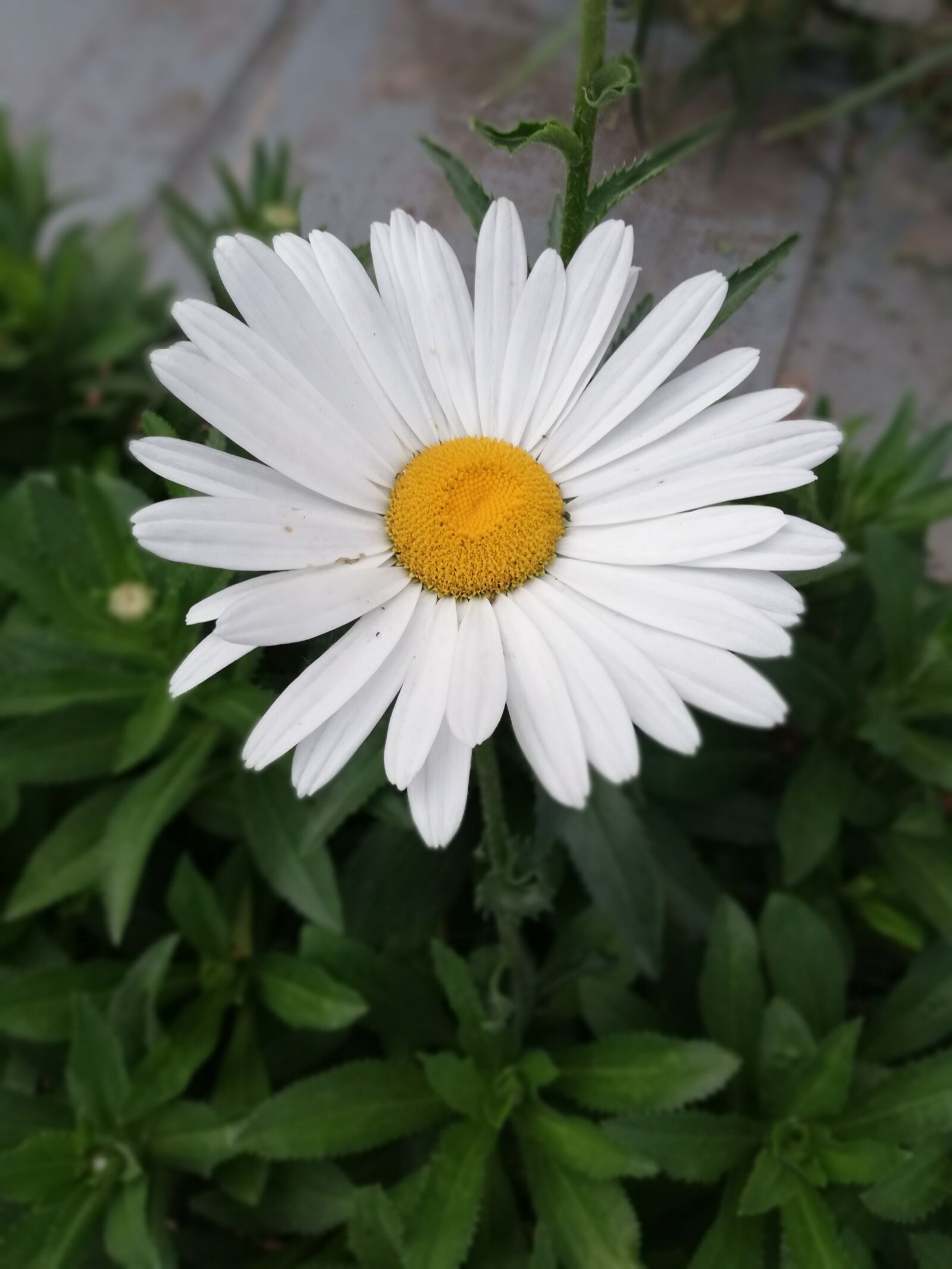 HUAWEI Mate 10 Lite sample photo. Flower, daisy, spring photography