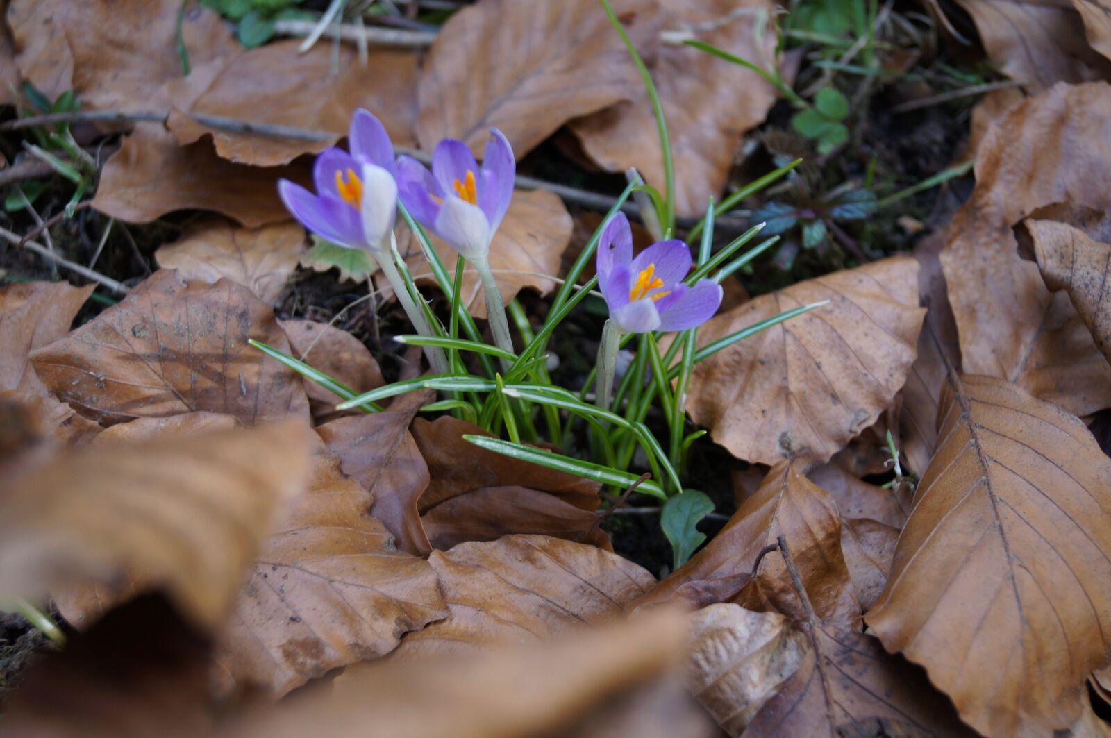 Sony SLT-A37 + Sony DT 18-55mm F3.5-5.6 SAM sample photo. Crocus, flower, spring photography