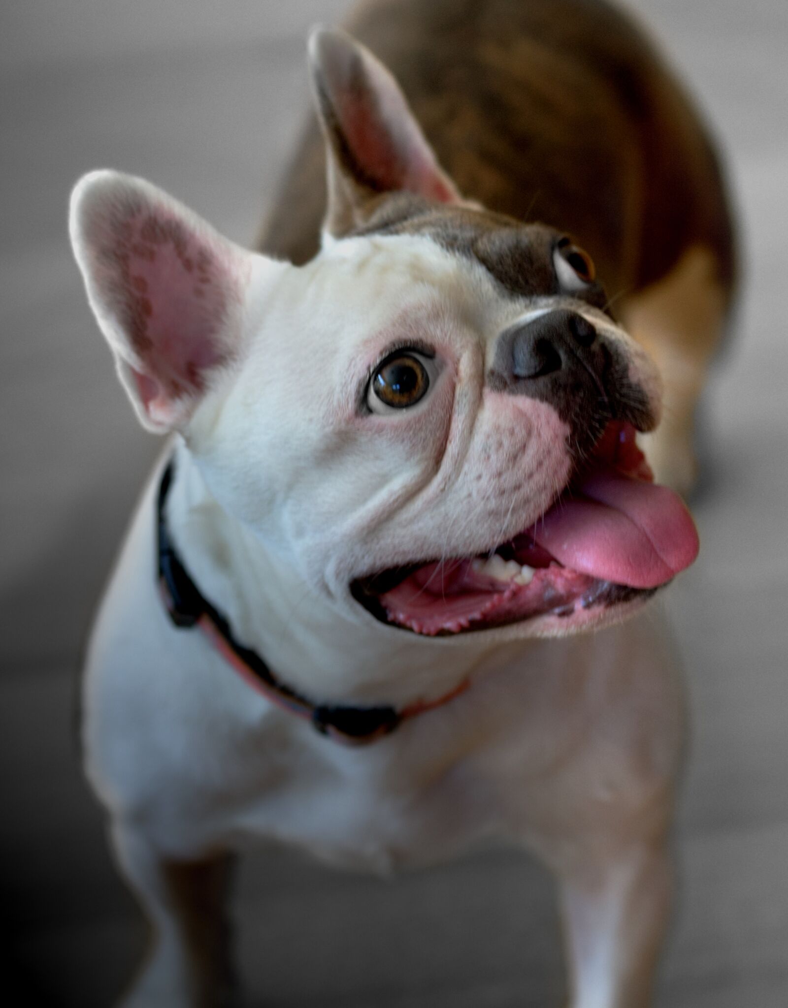 Nikon D610 sample photo. Bulldog, puppy, happy photography