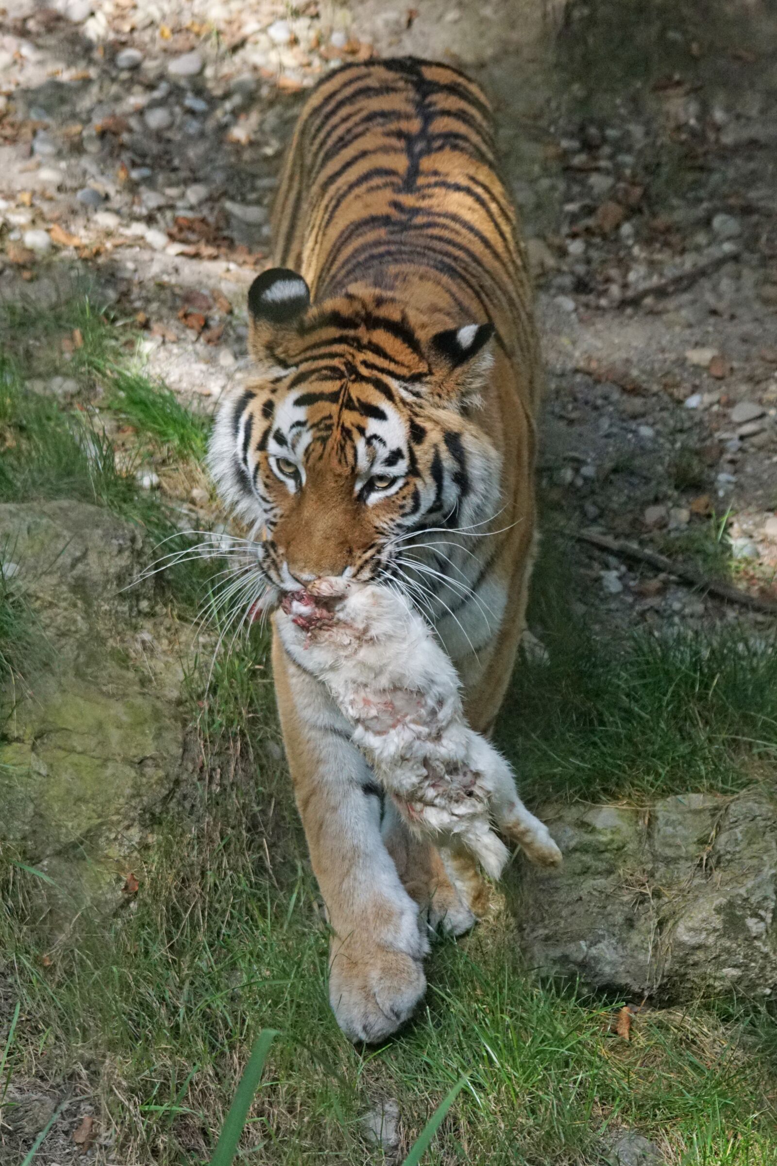 Sony 70-400mm F4-5.6 G SSM sample photo. Tiger, amurtiger, predator photography