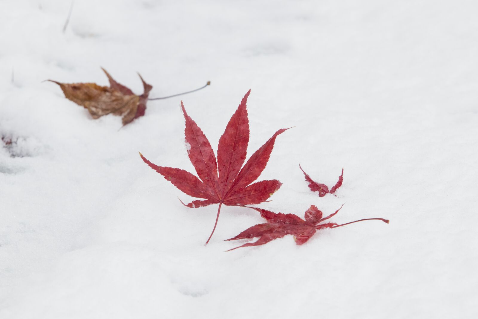 Canon EF 70-200mm F2.8L USM sample photo. Snow, wood, winter photography