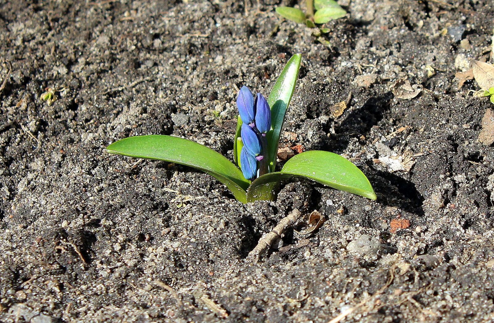 Canon EOS 1200D (EOS Rebel T5 / EOS Kiss X70 / EOS Hi) sample photo. Spring flowers, march, soil photography