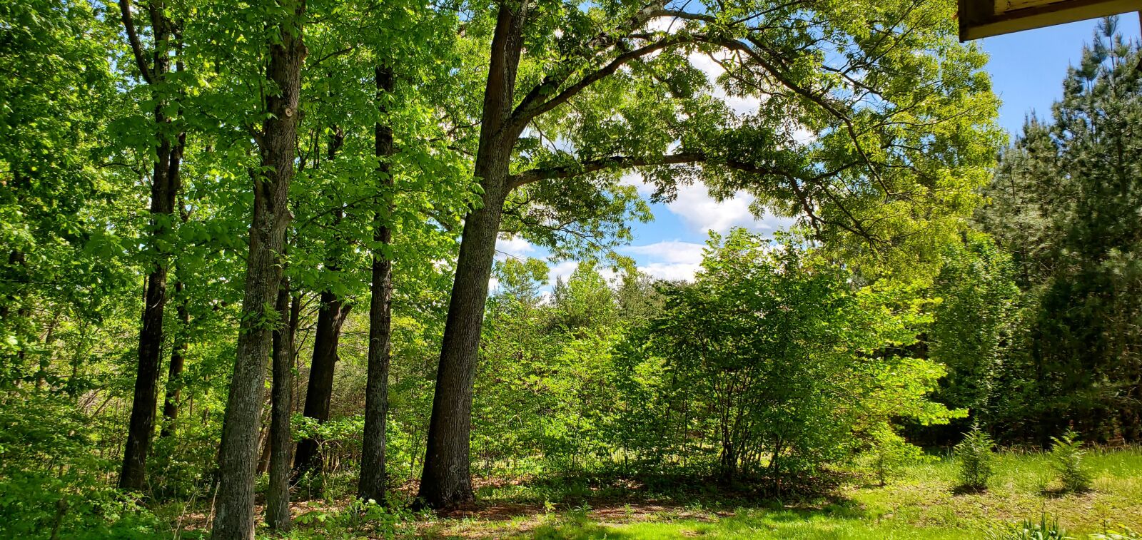 Samsung Galaxy S10 sample photo. Trees, forest, nature photography