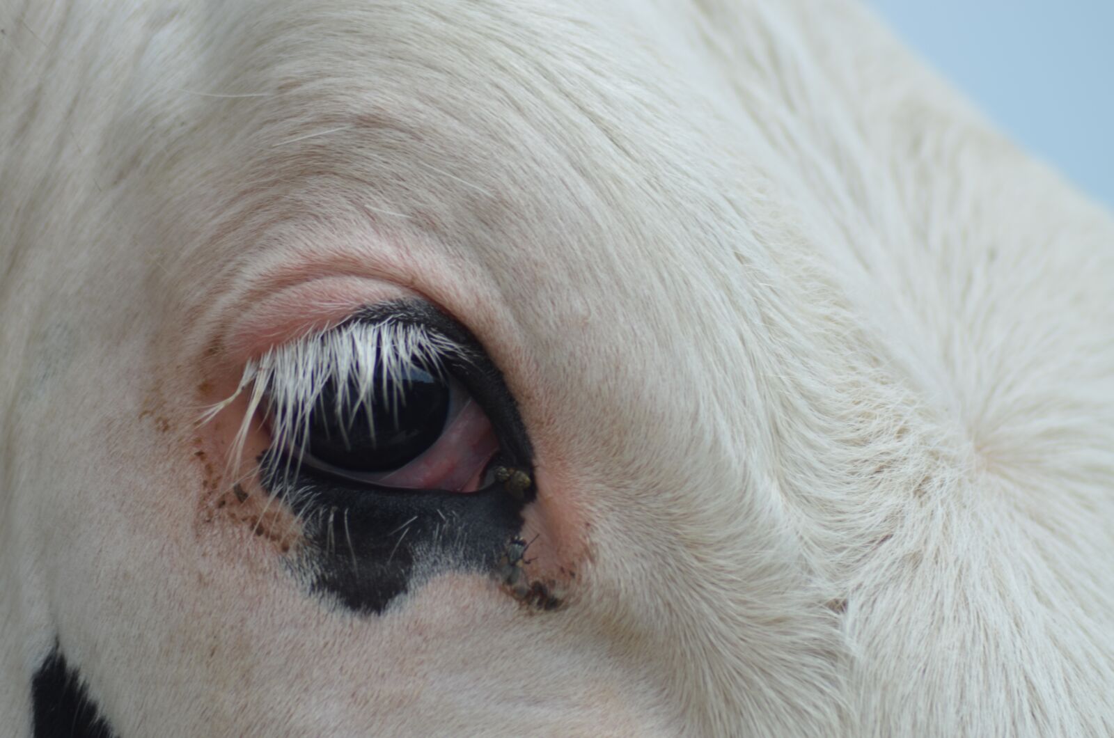 Nikon D5100 sample photo. Eye, cow, agriculture photography
