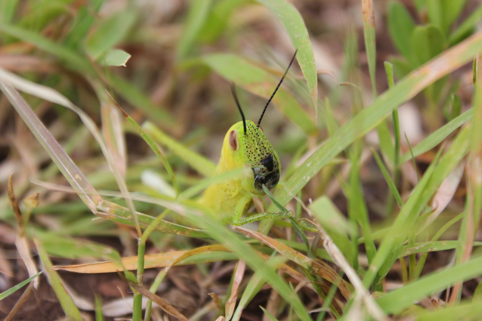 Canon EOS 600D (Rebel EOS T3i / EOS Kiss X5) sample photo. Nature, natural friend, green photography