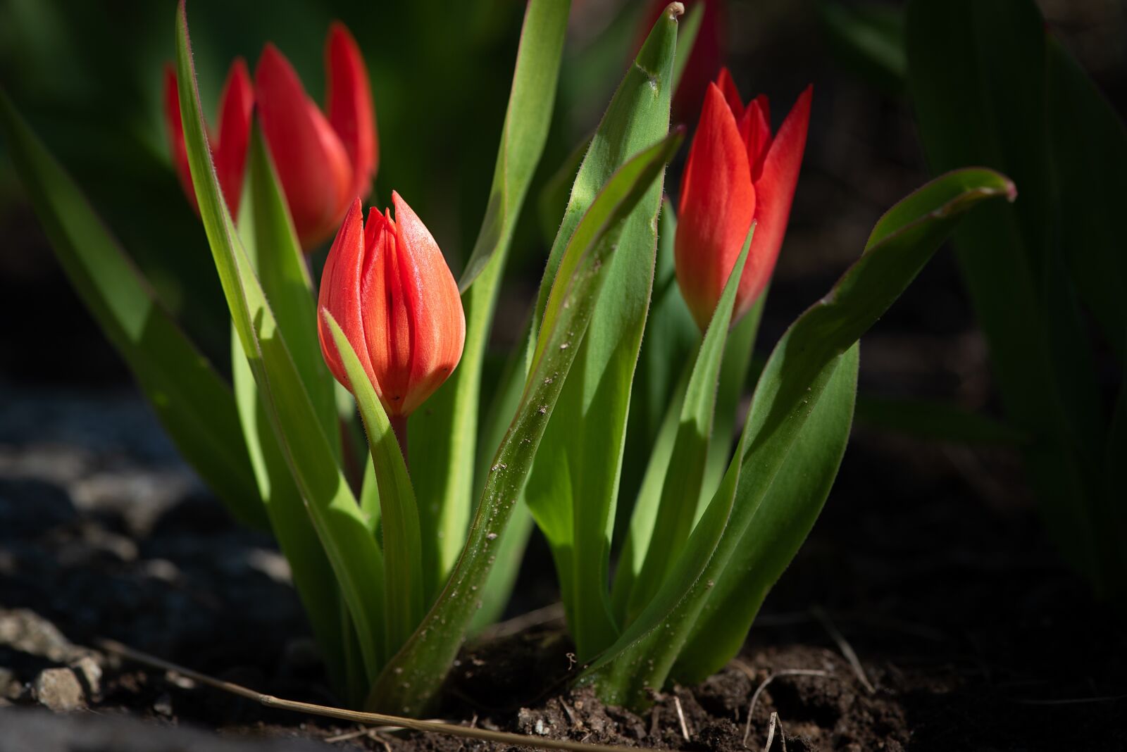 Nikon D750 sample photo. Tulips, red, red tulips photography