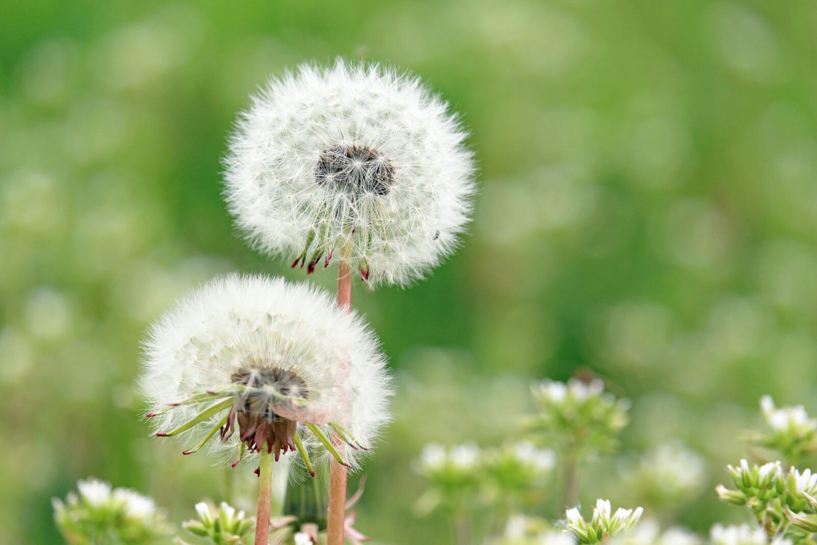 Canon EF-S 55-250mm F4-5.6 IS STM sample photo. Dandelion, meadow, nature photography