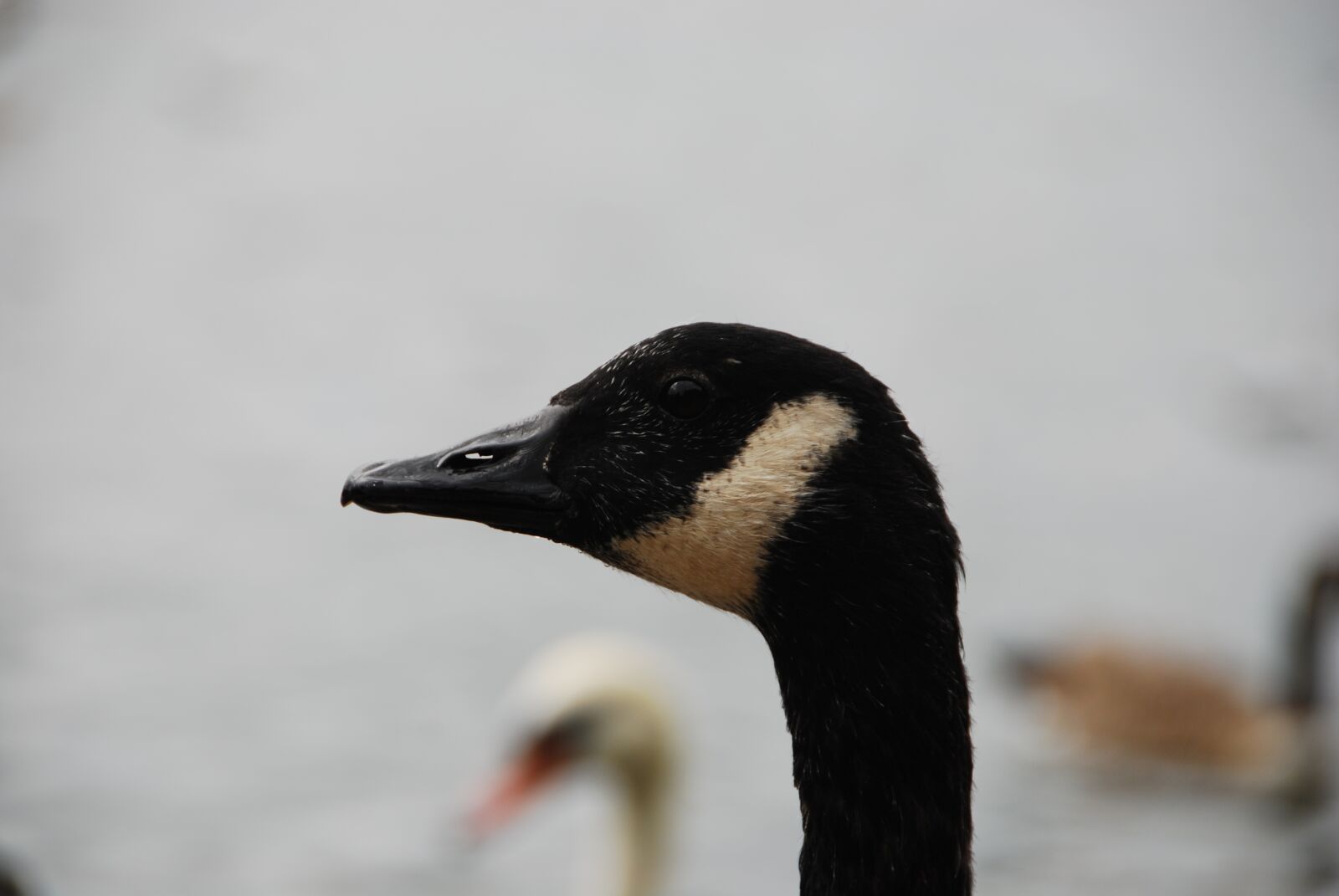 Nikon D80 sample photo. Duck, beak, bird photography