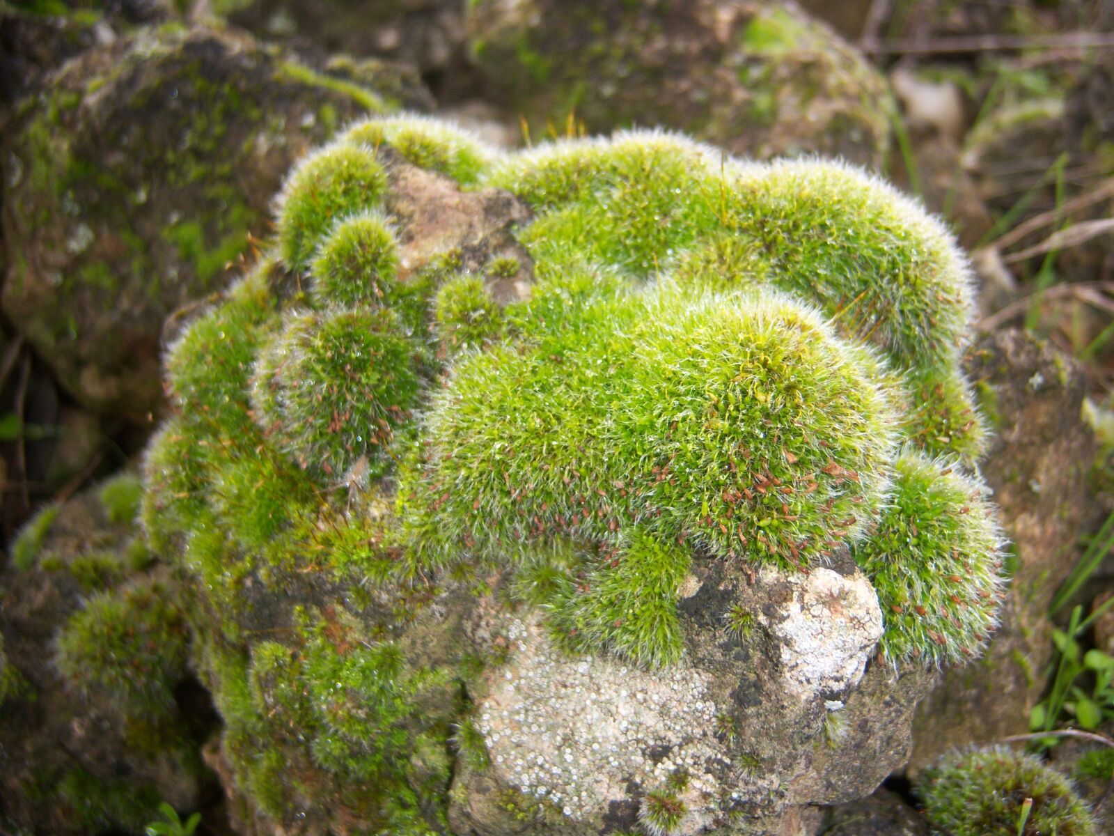 Kodak EASYSHARE V1003 ZOOM DIGITAL CAMERA sample photo. Nature, foam, green photography