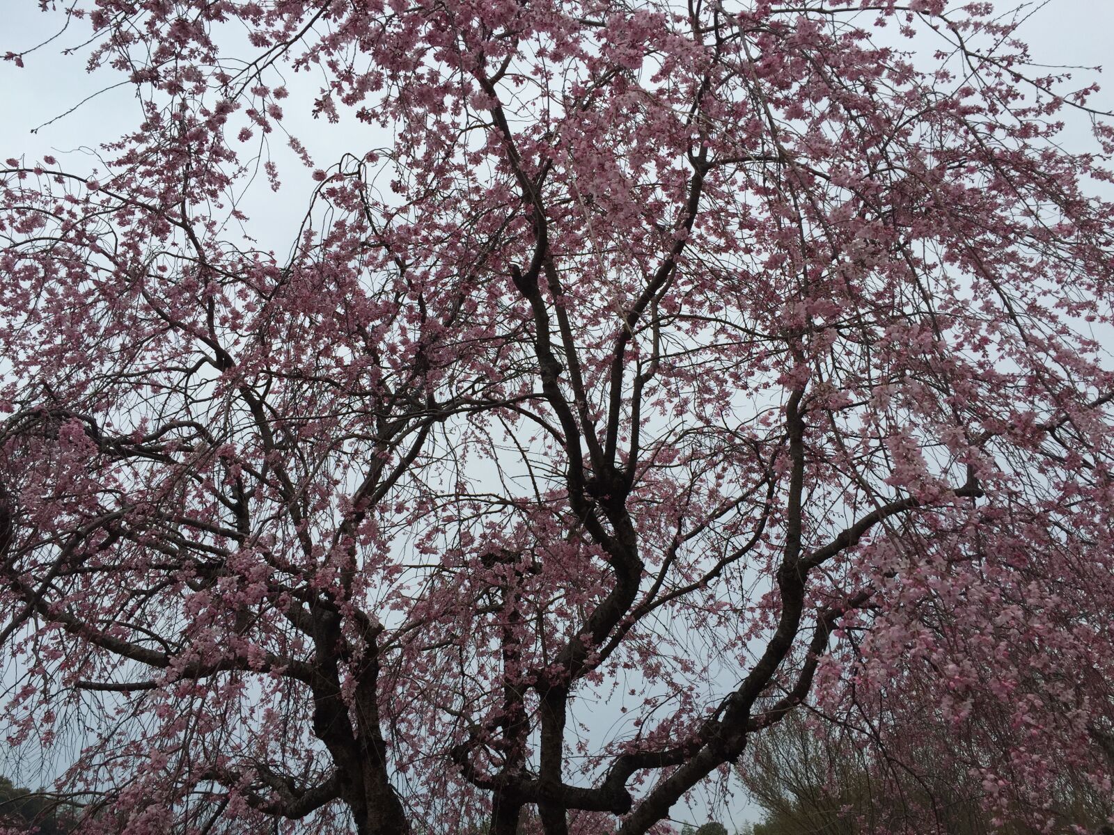 iPhone 6 back camera 4.15mm f/2.2 sample photo. Cherry blossoms, sakura, cherry photography