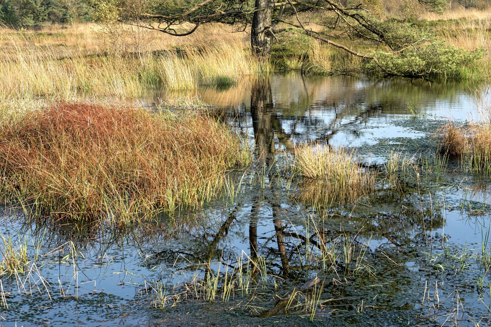 Olympus OM-D E-M5 II + Olympus M.Zuiko Digital ED 12-40mm F2.8 Pro sample photo. Heide, heathland, erika photography