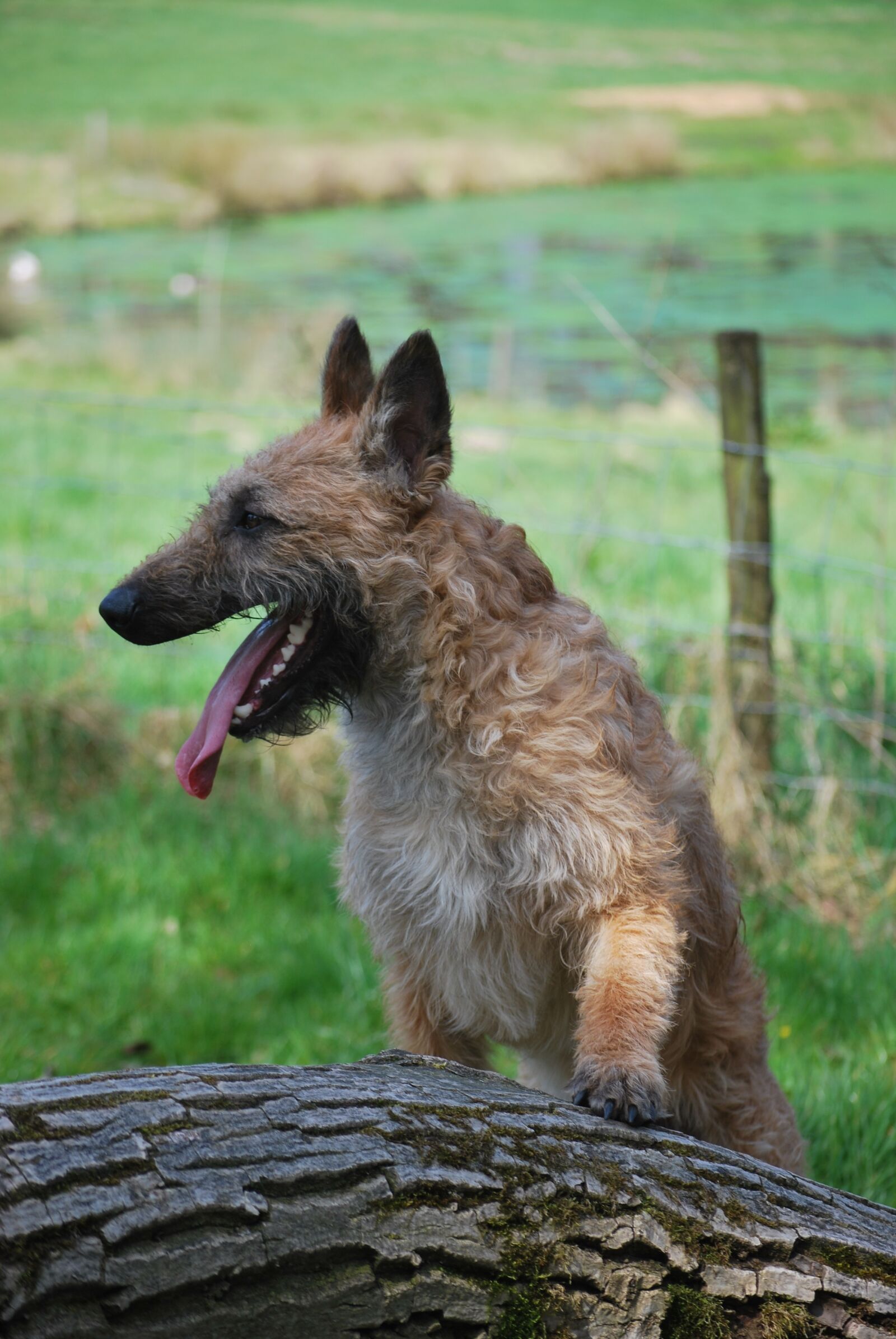 Nikon D60 sample photo. Dog, brown, curls photography