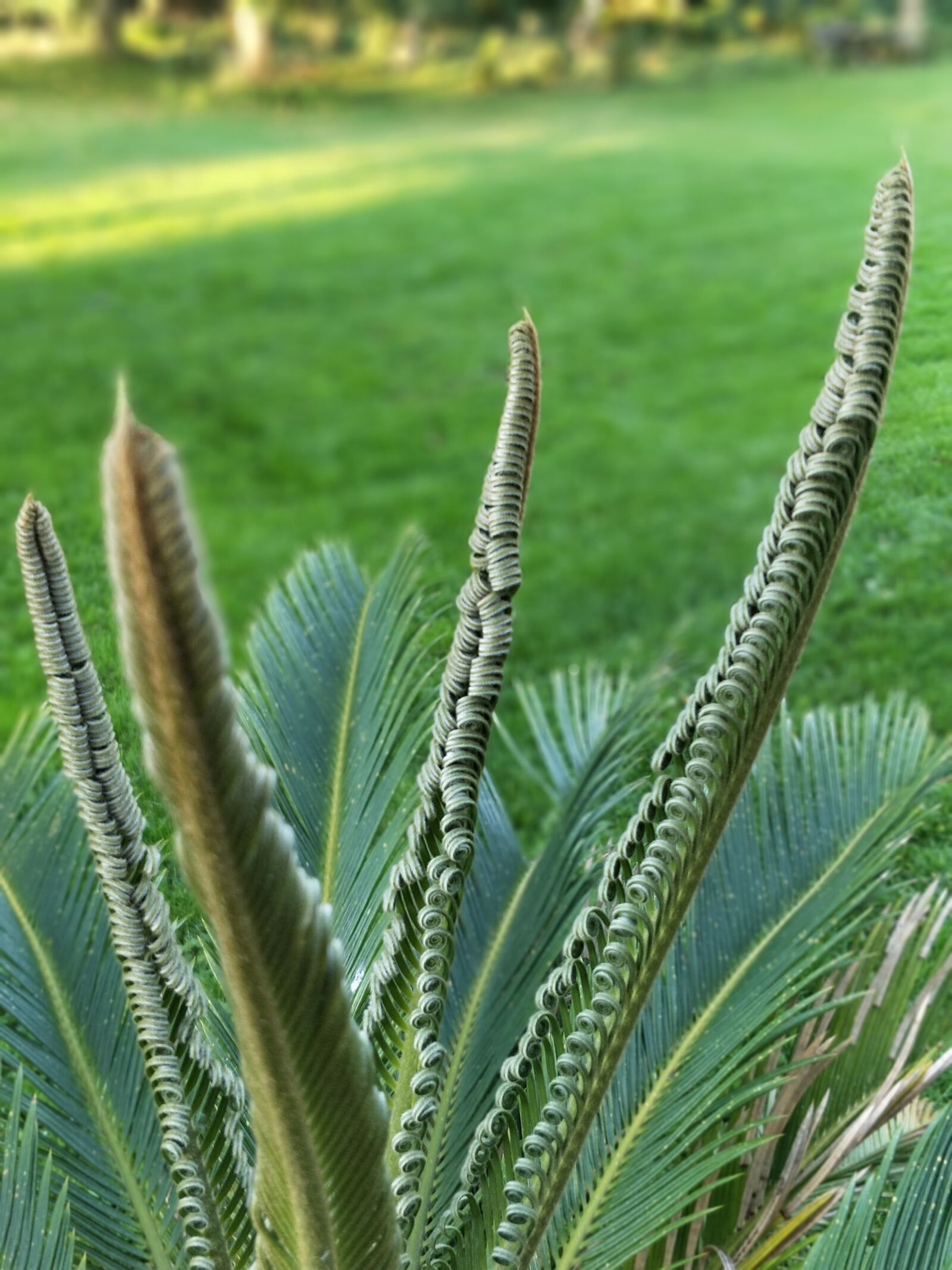 OnePlus 5 sample photo. Palm, green, have photography