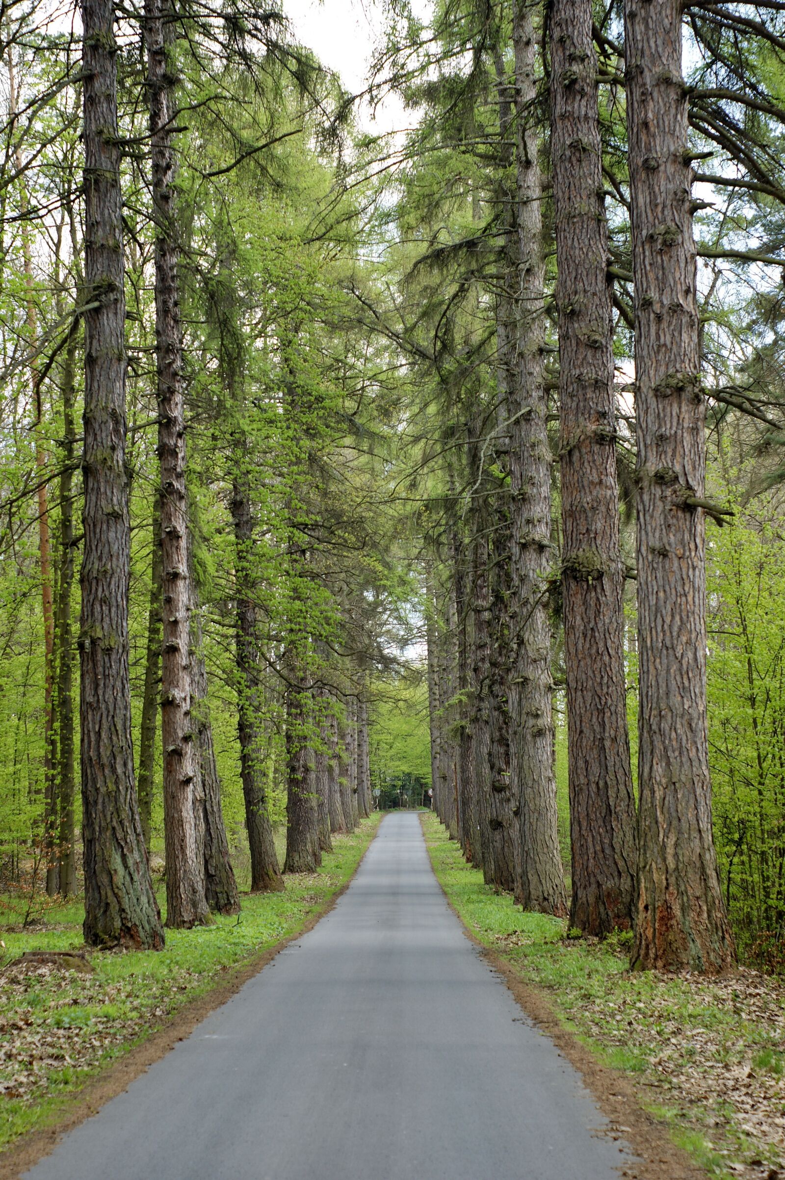 Sony Alpha DSLR-A290 sample photo. Road, tree, forest photography
