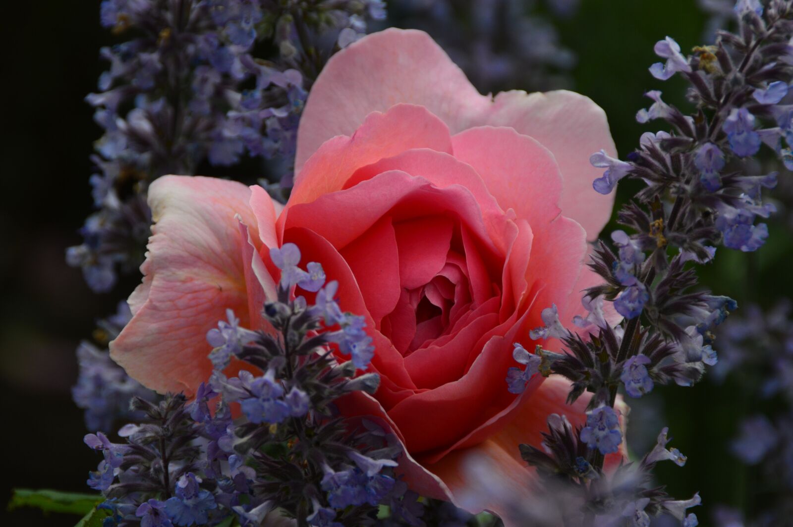 Nikon D3200 sample photo. Rose, flower, blossom photography