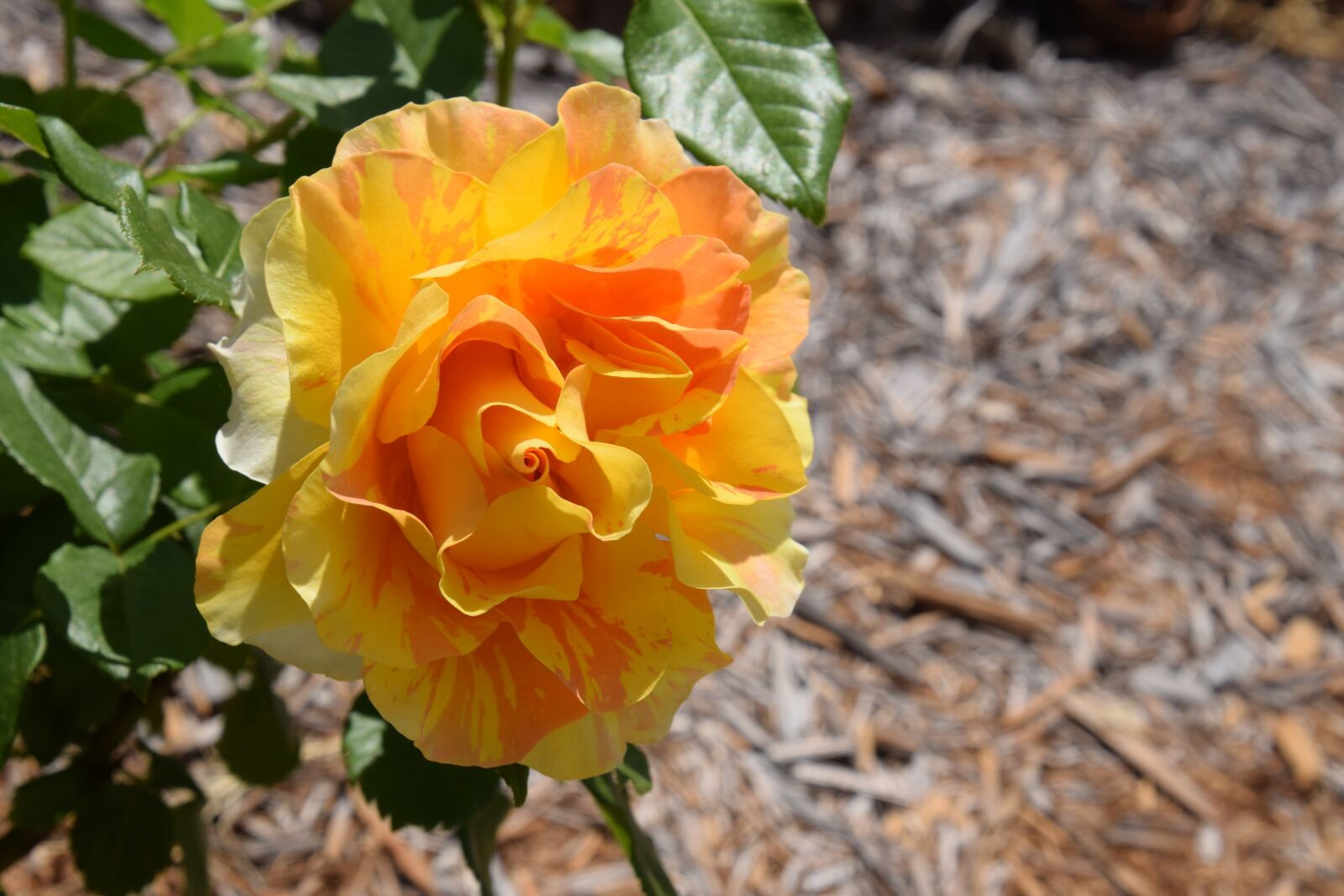 Nikon D5300 sample photo. Rose, bright color, romantic photography