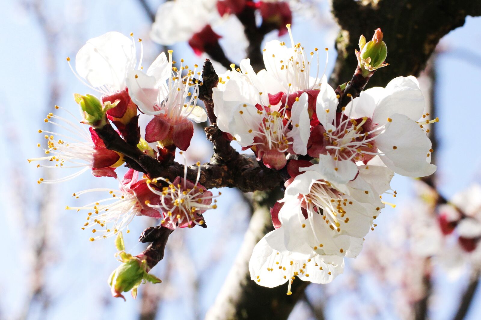 Canon EOS 60D sample photo. Flowers, spring, colors photography