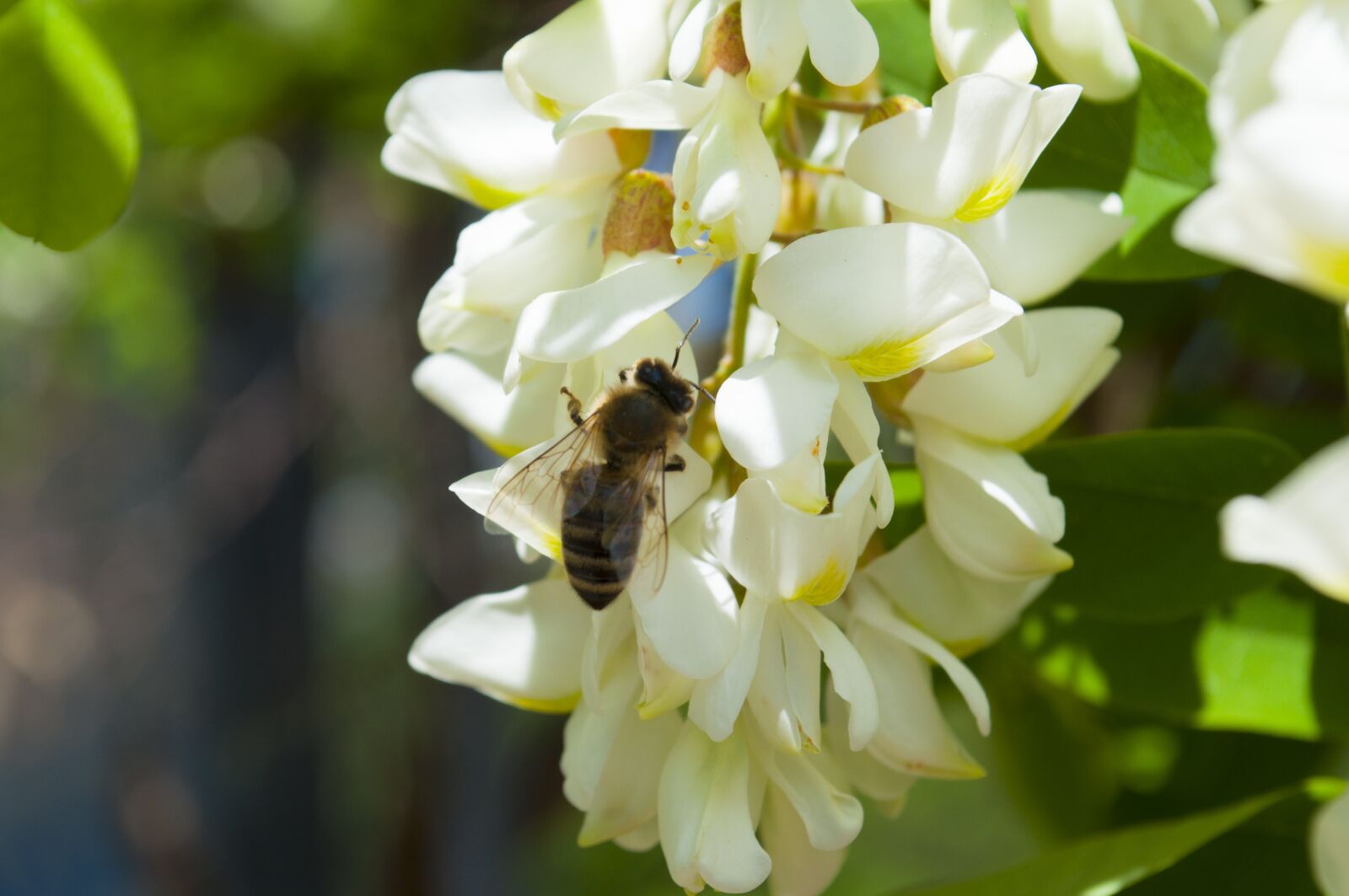 Nikon D5000 sample photo. Flower, nature, plant photography
