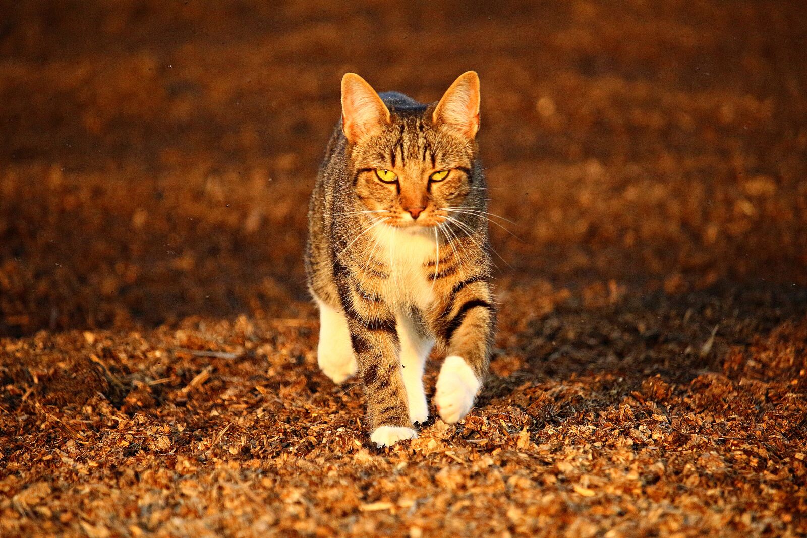 Canon EOS 100D (EOS Rebel SL1 / EOS Kiss X7) sample photo. Cat, mieze, autumn photography