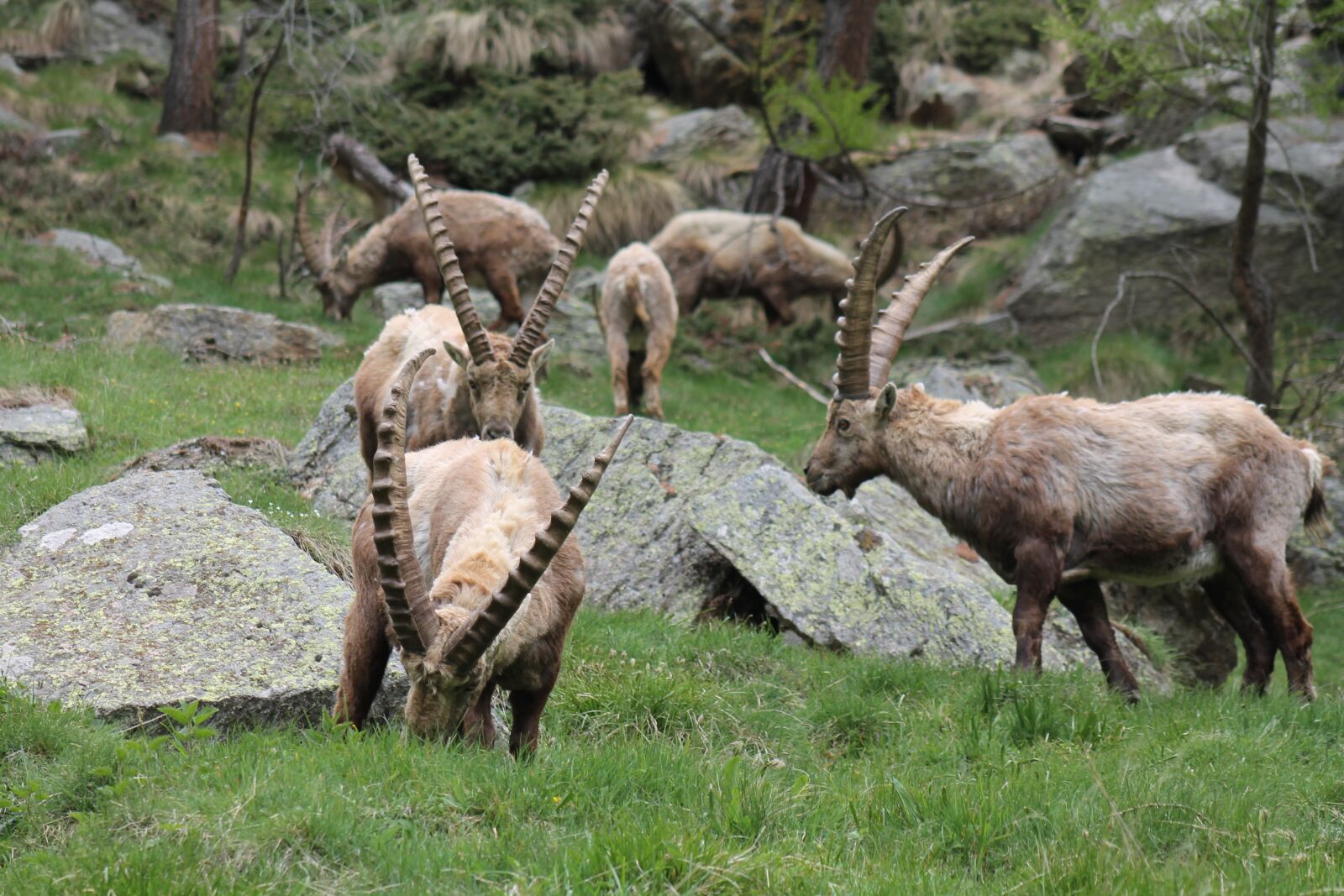 Canon EOS 1100D (EOS Rebel T3 / EOS Kiss X50) + Canon EF 75-300mm f/4-5.6 sample photo. Ibex, animals, wild photography