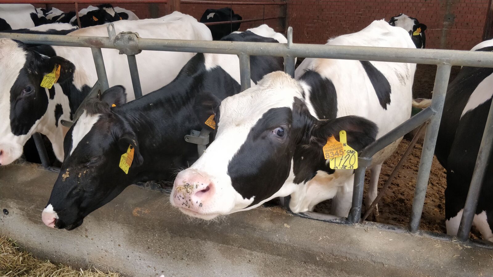 OnePlus 5 sample photo. Cows, farm, livestock photography