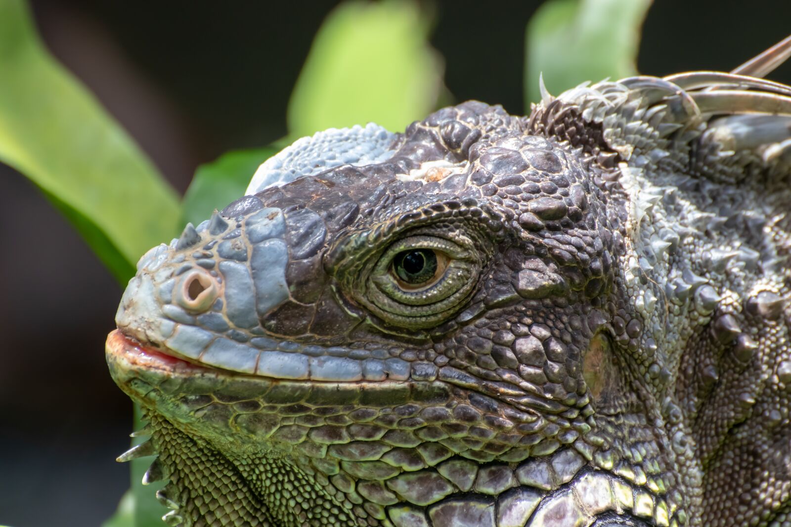 Canon EOS 800D (EOS Rebel T7i / EOS Kiss X9i) sample photo. Lizard, reptile, animal photography