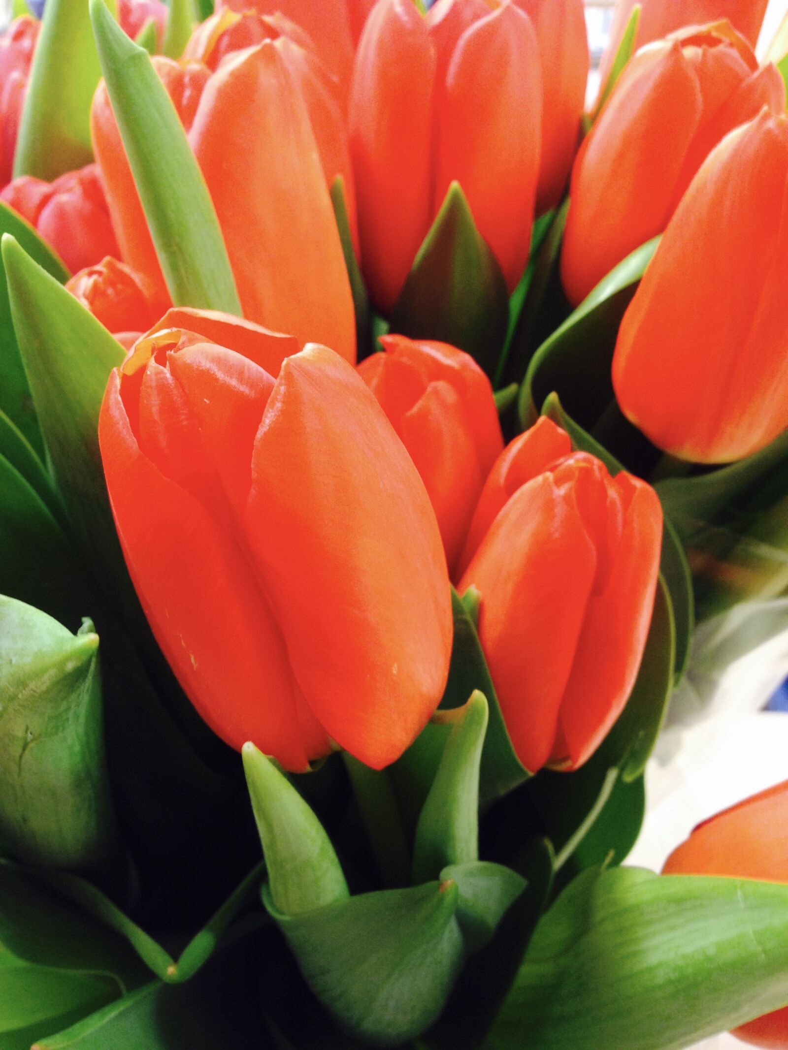 iPhone 5 back camera 4.12mm f/2.4 sample photo. Flower, red, spring, tulips photography