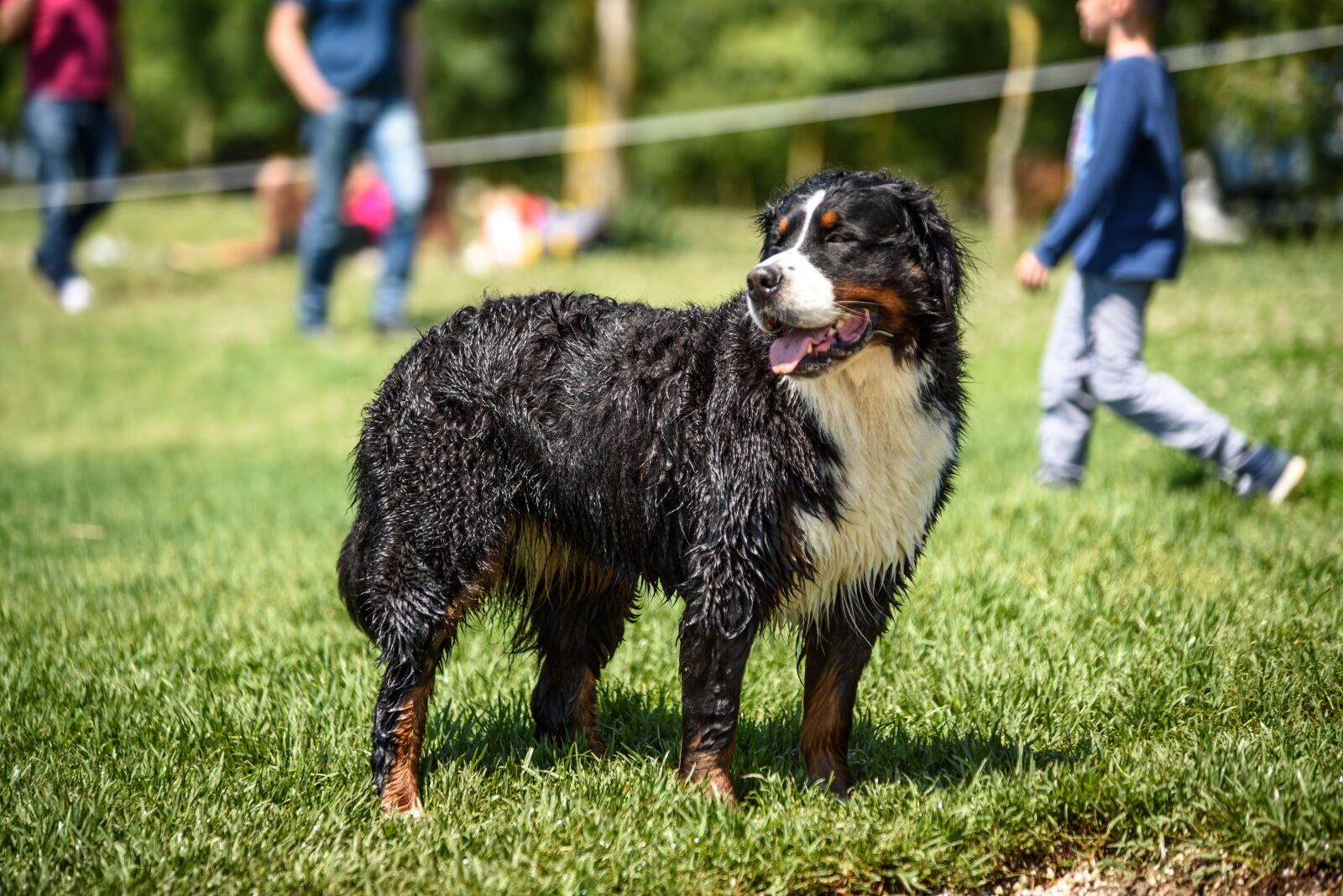 Nikon D750 sample photo. Dog, wet, nature photography