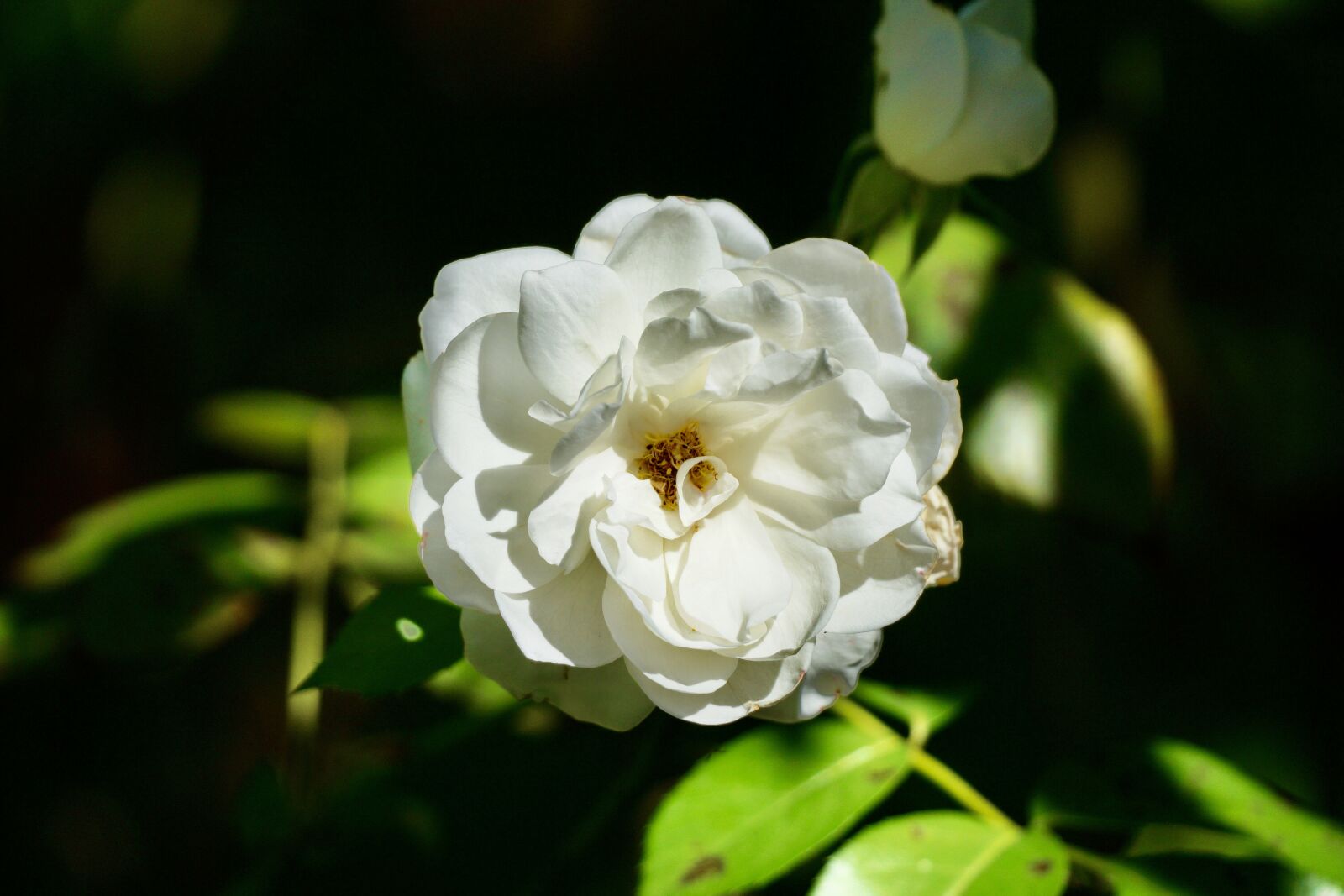 Sony a6000 + Sony E 70-350mm F4.5-6.3 G OSS sample photo. White flower, rose, white photography
