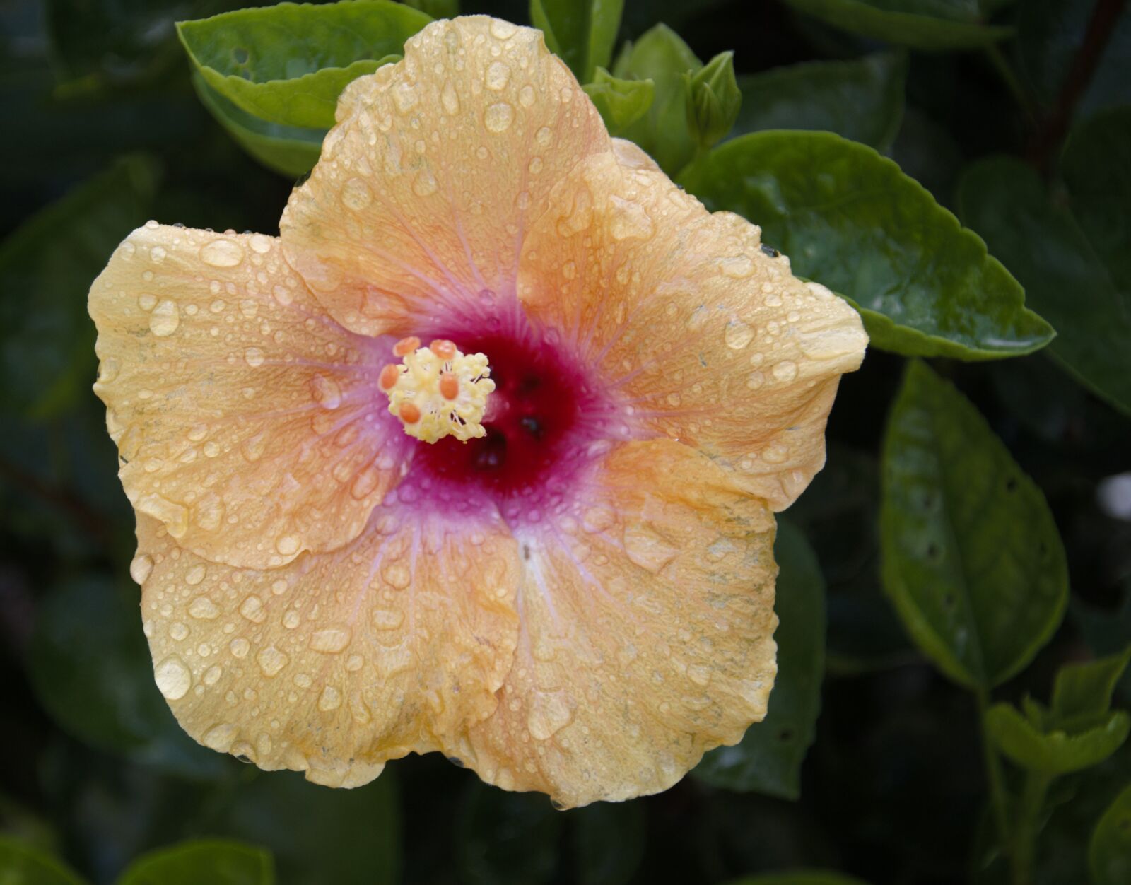 Nikon D90 sample photo. Yellow, hibiscus, flower photography
