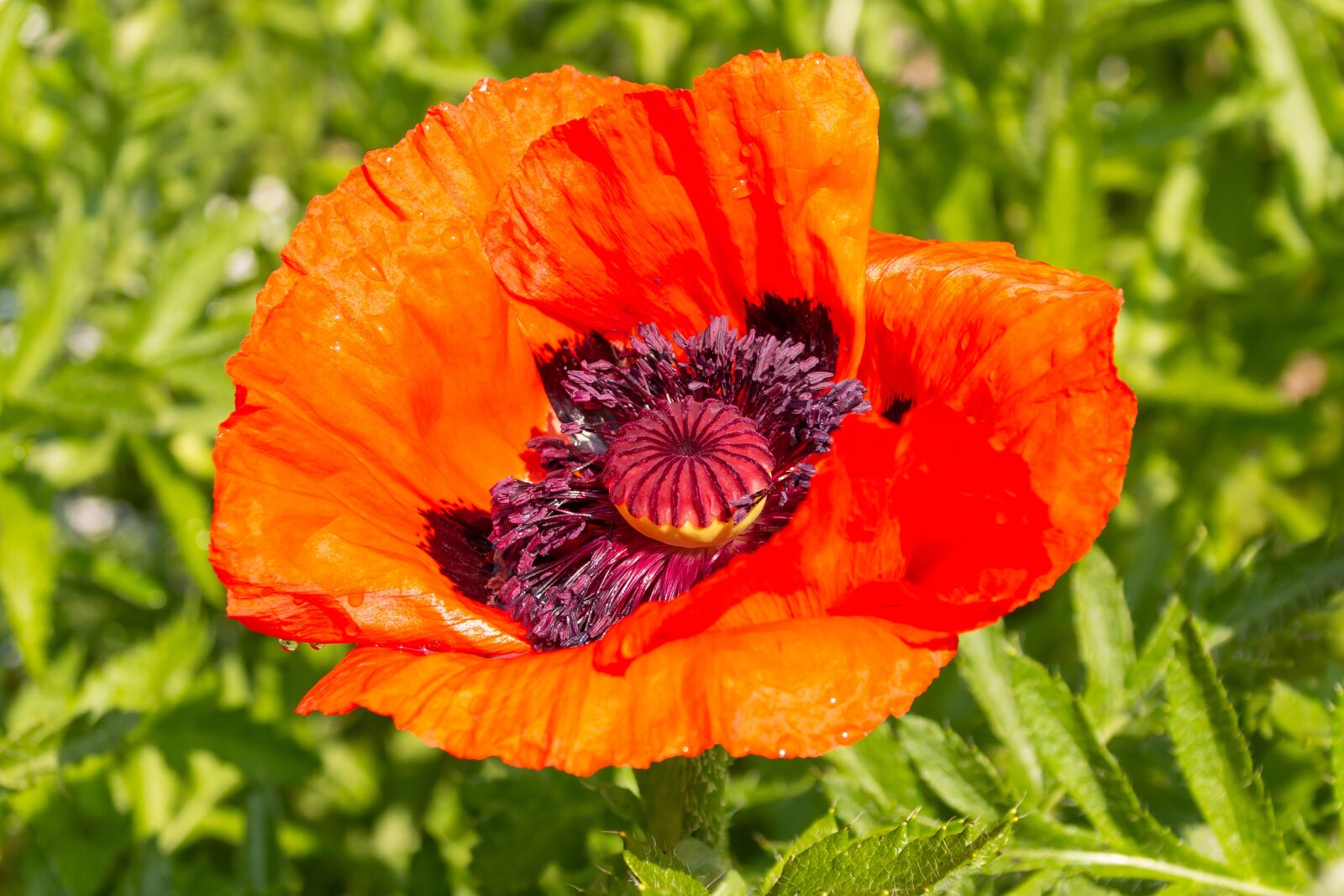 Canon EOS 70D sample photo. Poppy, red, nature photography