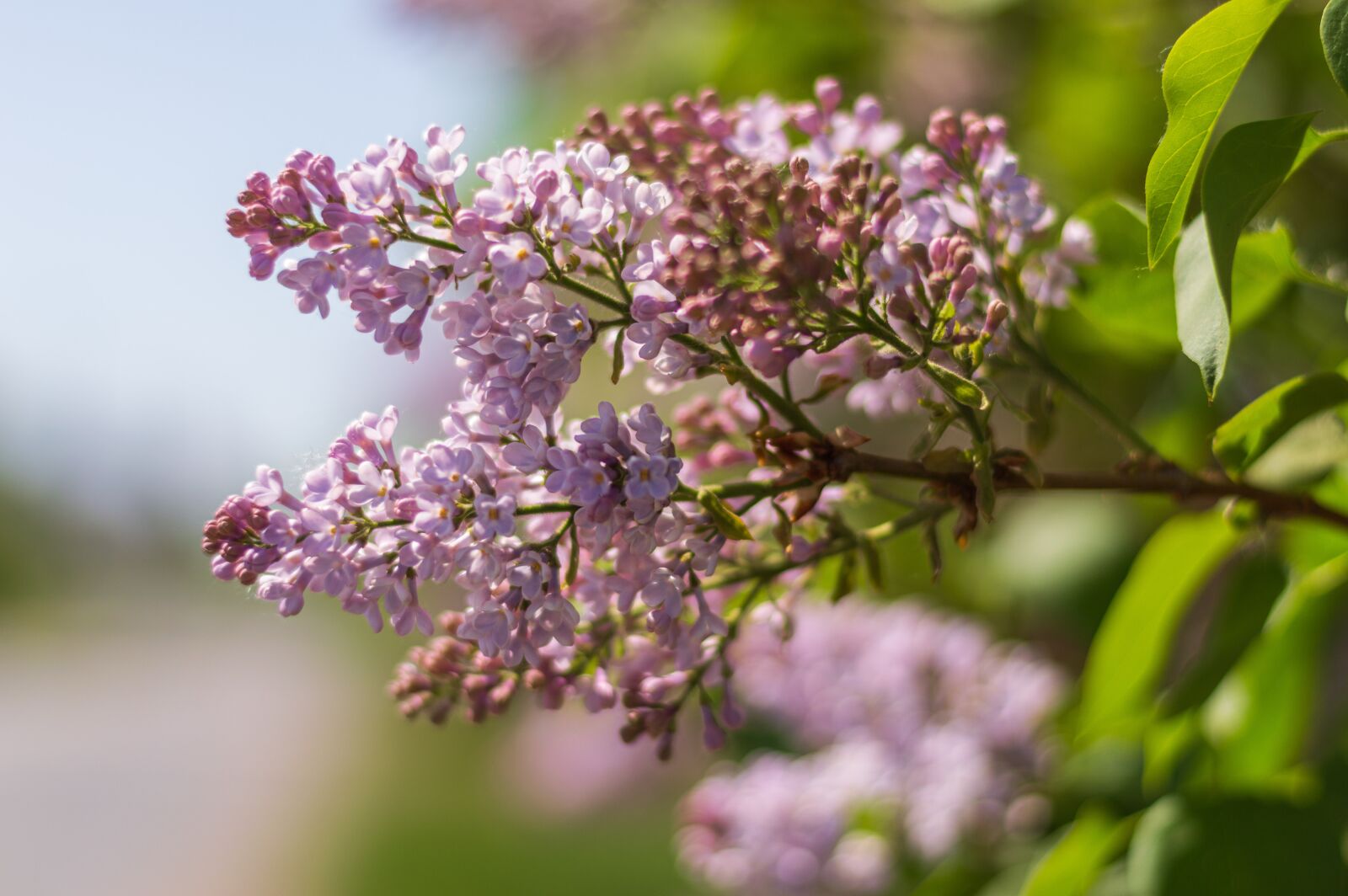 Nikon D3200 sample photo. Flowers, garden, purple photography